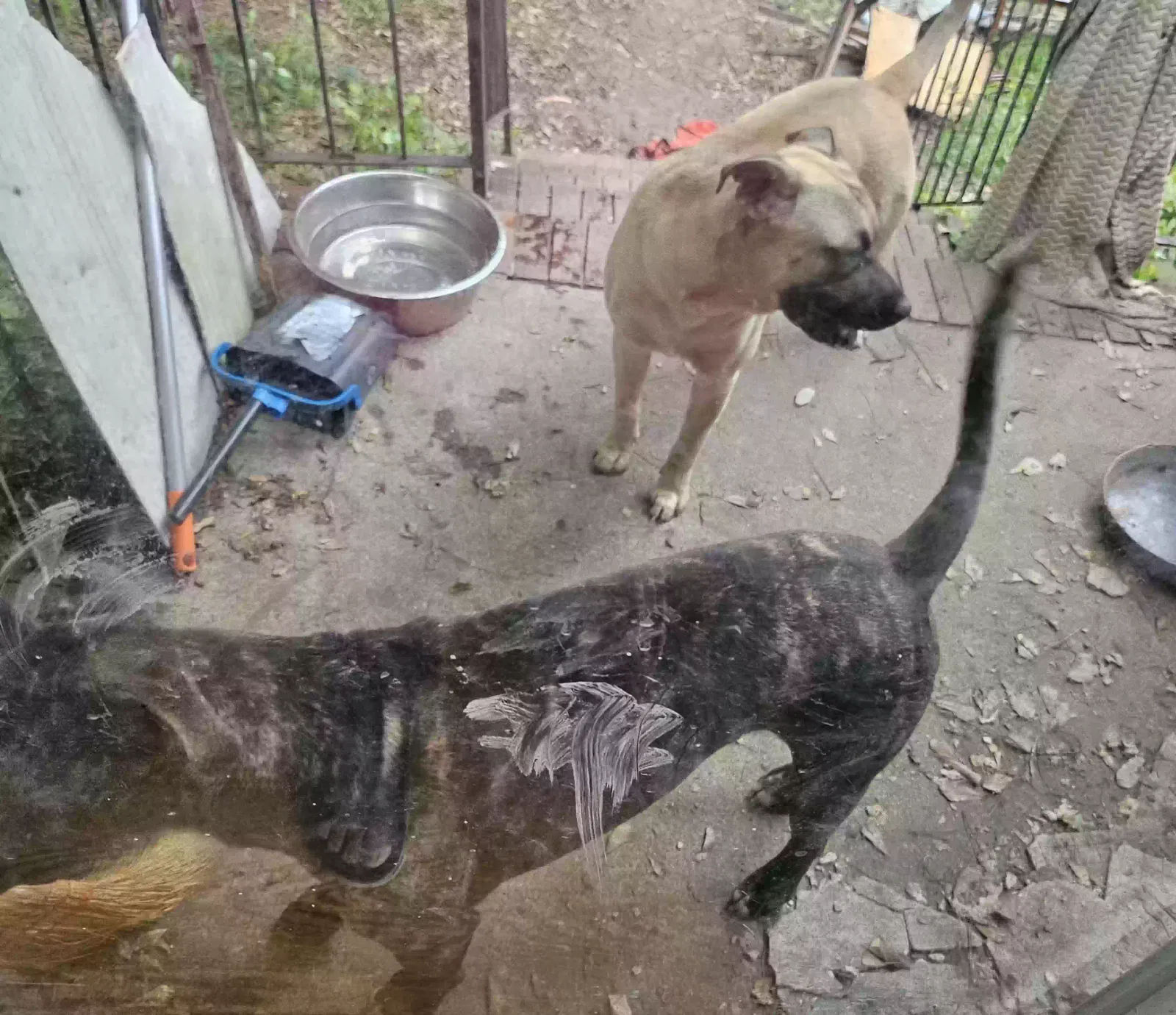 Zeus, German Shephard/ Pitbull mixed Dog for adoption in Macon, GA, 31204