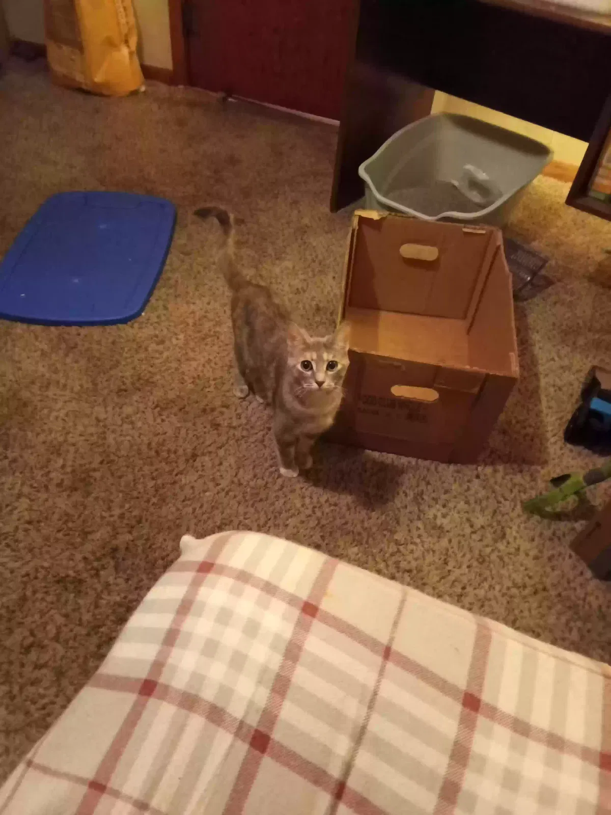 Cally, Tabby short hair Cat for adoption in Moundridge, KS, 67107