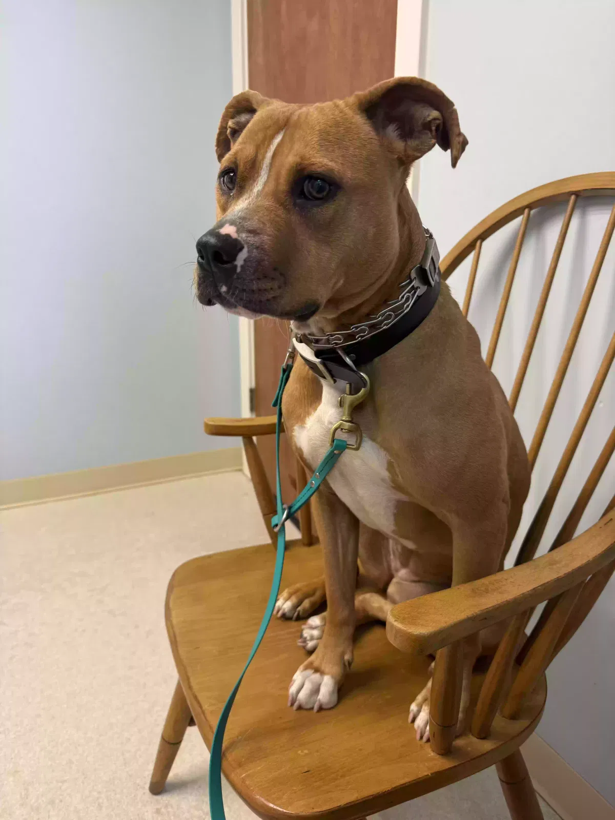 Boots, Pit mix Dog for adoption in Louisville, KY, 40207