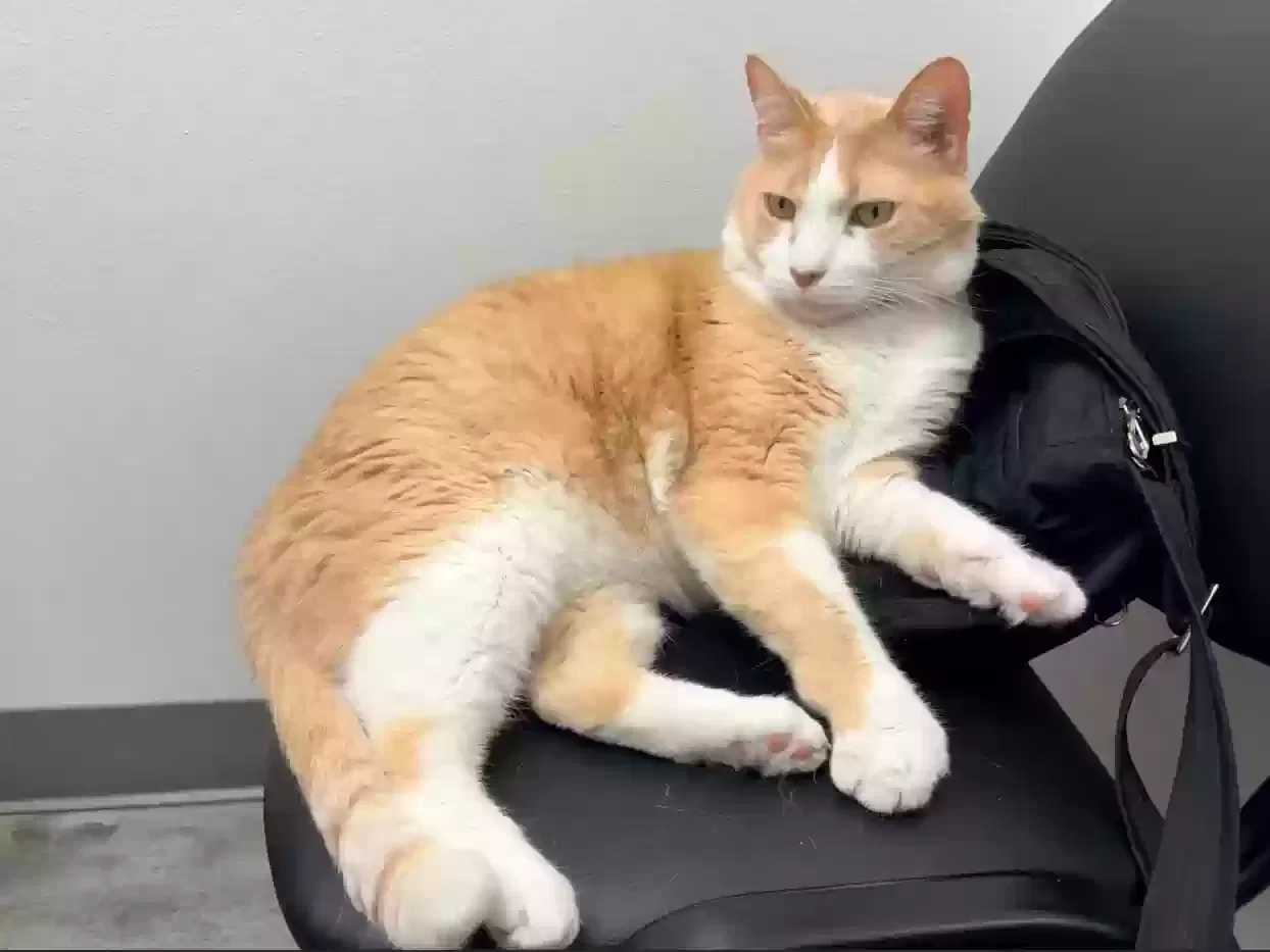 Sam, Domestic short hair Cat for adoption in Tucson, AZ, 85719