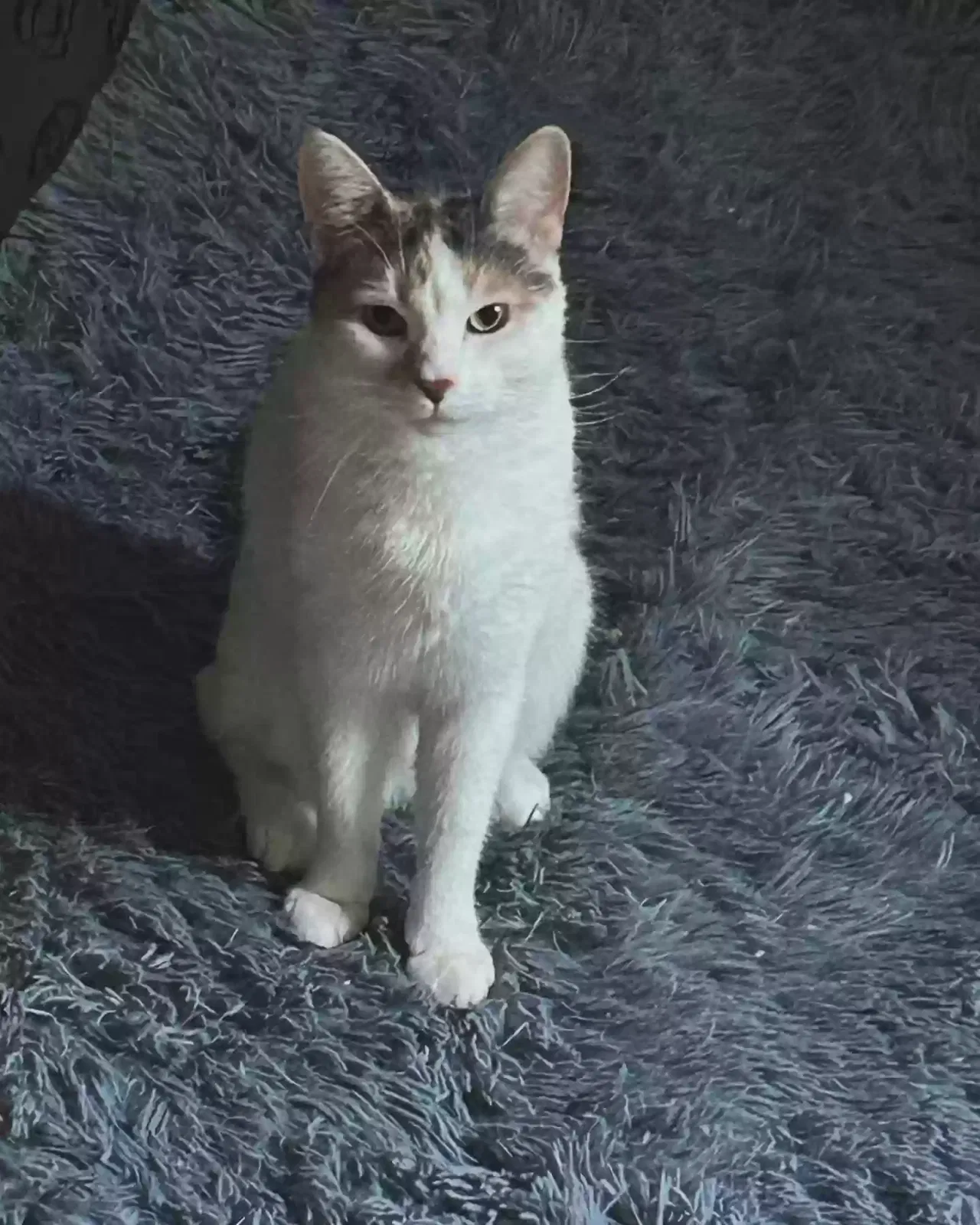 Nala, Calico Cat for adoption in Hartford, CT, 06105