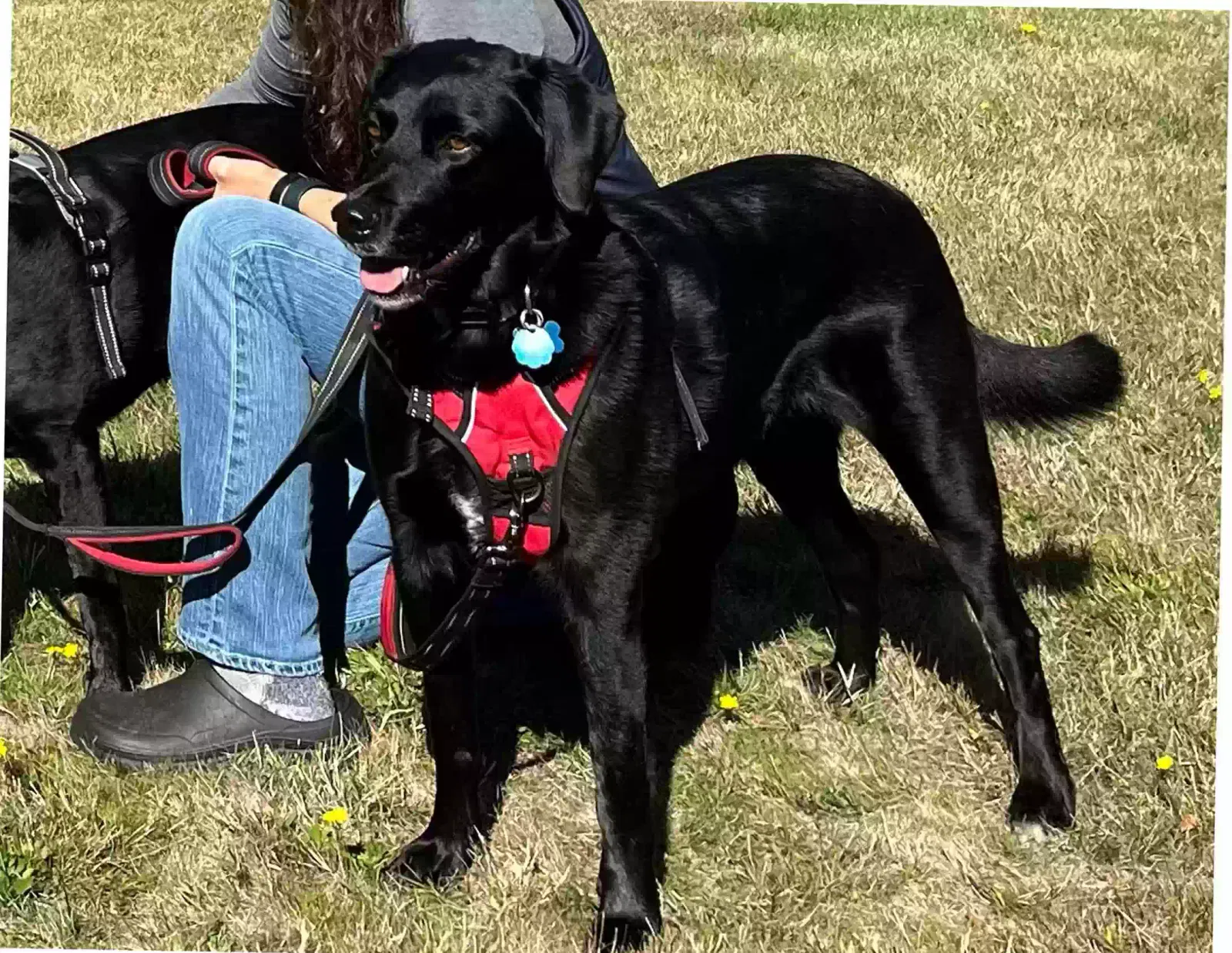 Kona, labrador retriever mix Dog for adoption in Bainbridge Island, WA, 98110