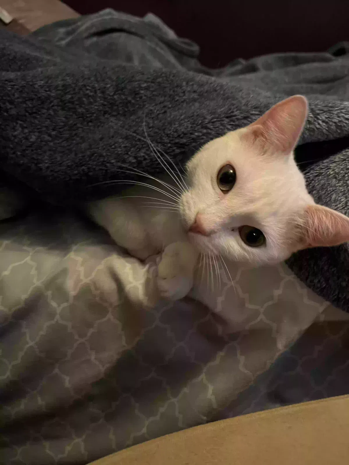 luna, Unknown Cat for adoption in Orlando, FL, 32807