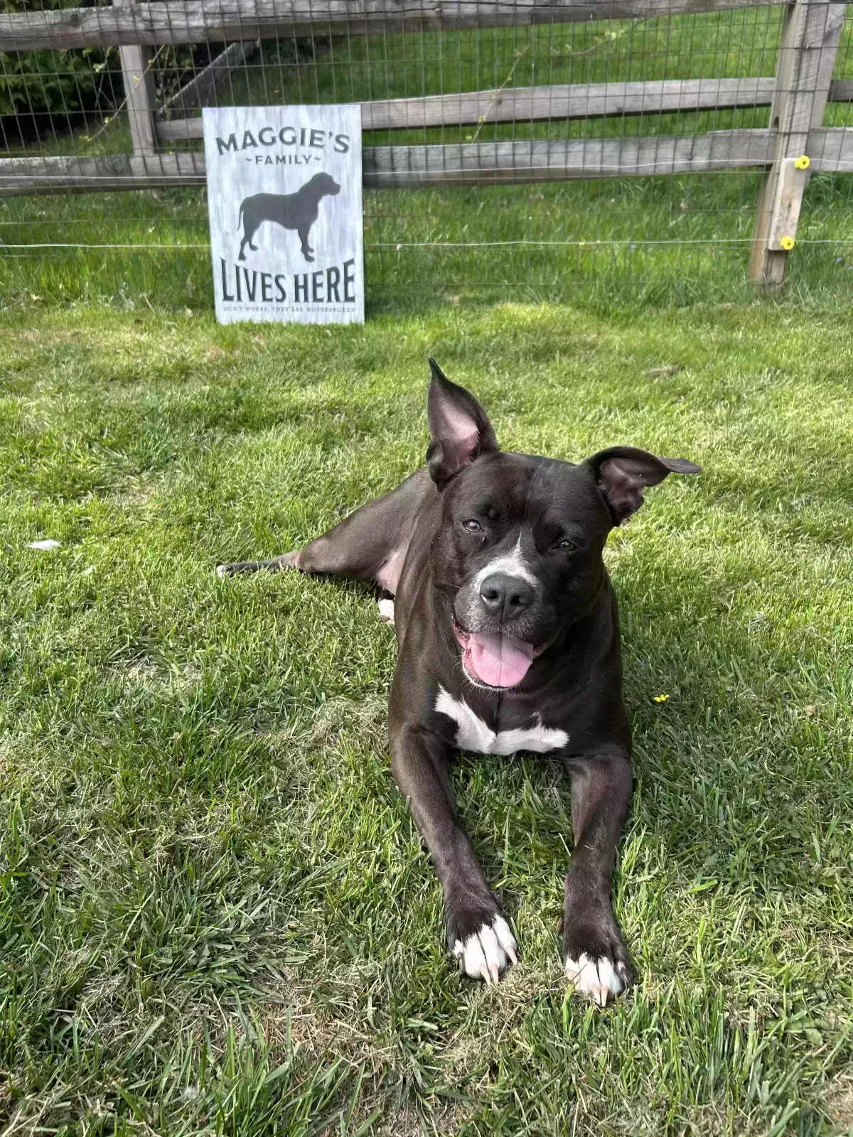 Maggie, Pit/ boxer mix Dog for adoption in Wilmington, DE, 19803