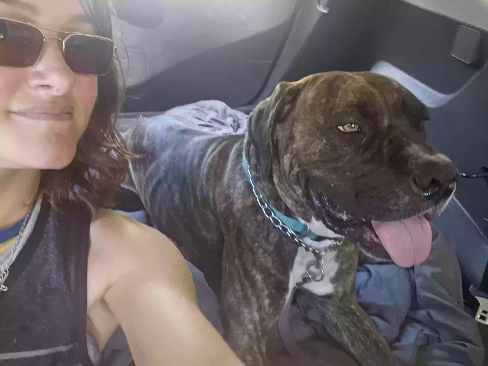 Dog, Unknown Dog for adoption in Atlanta, GA, 30328