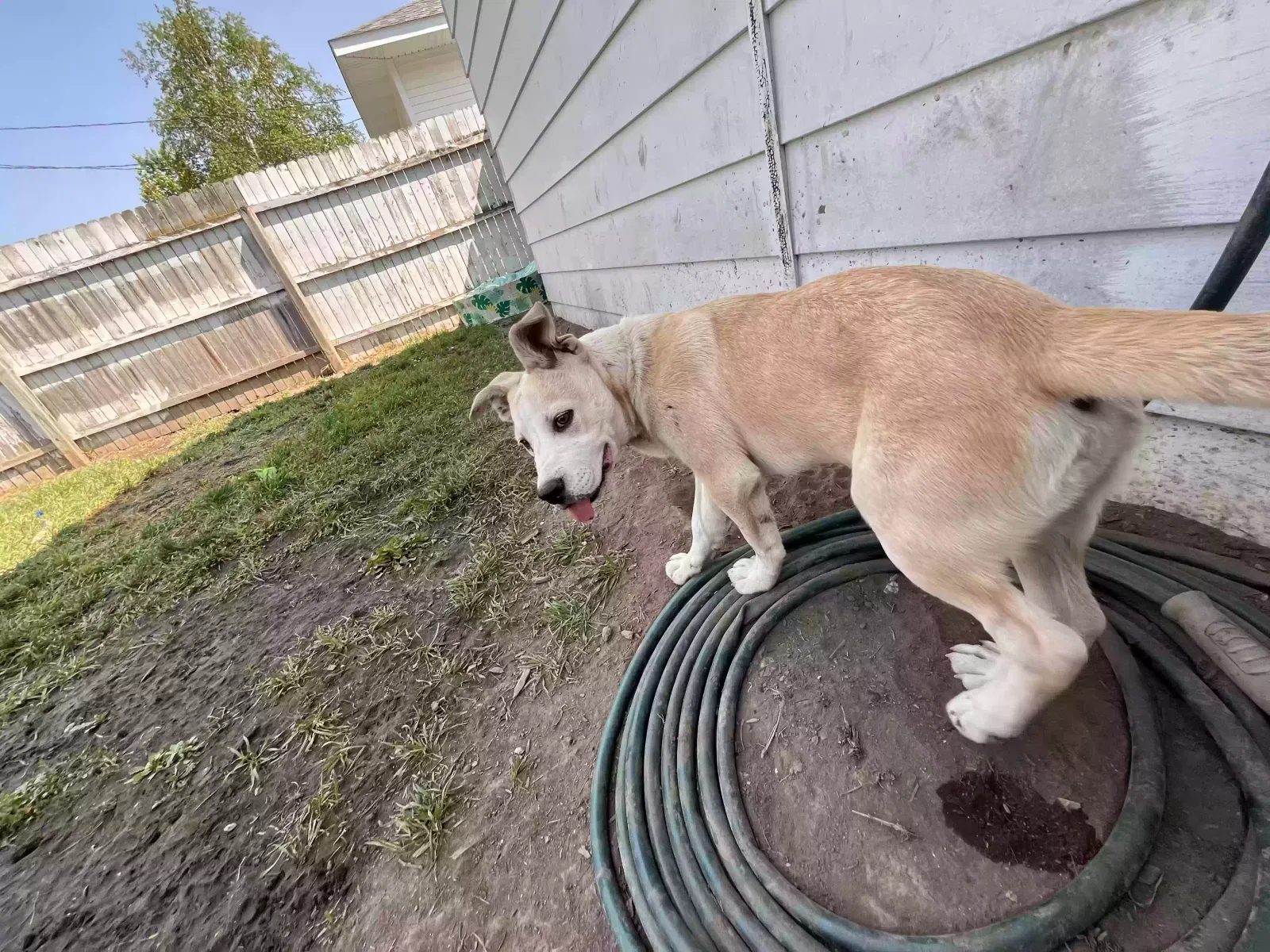 Arthur, Unknown Dog for adoption in Brown City, MI, 48416