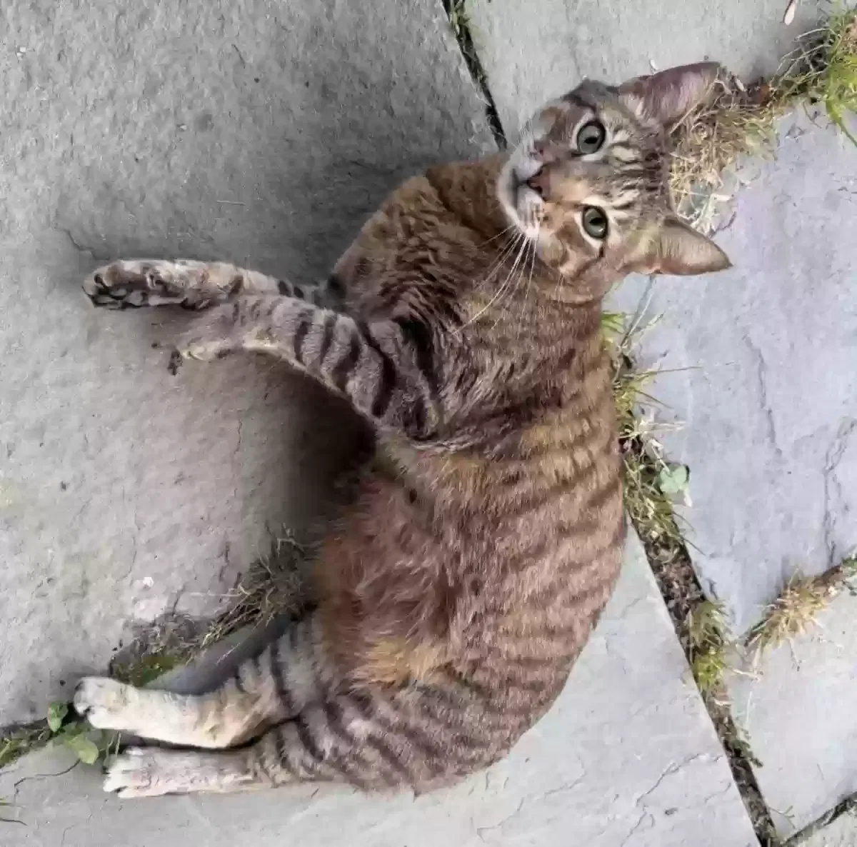 Crumble, Mixed (pixie bob, abyssinian, bengal) Cat for adoption in New Milford, CT, 6776