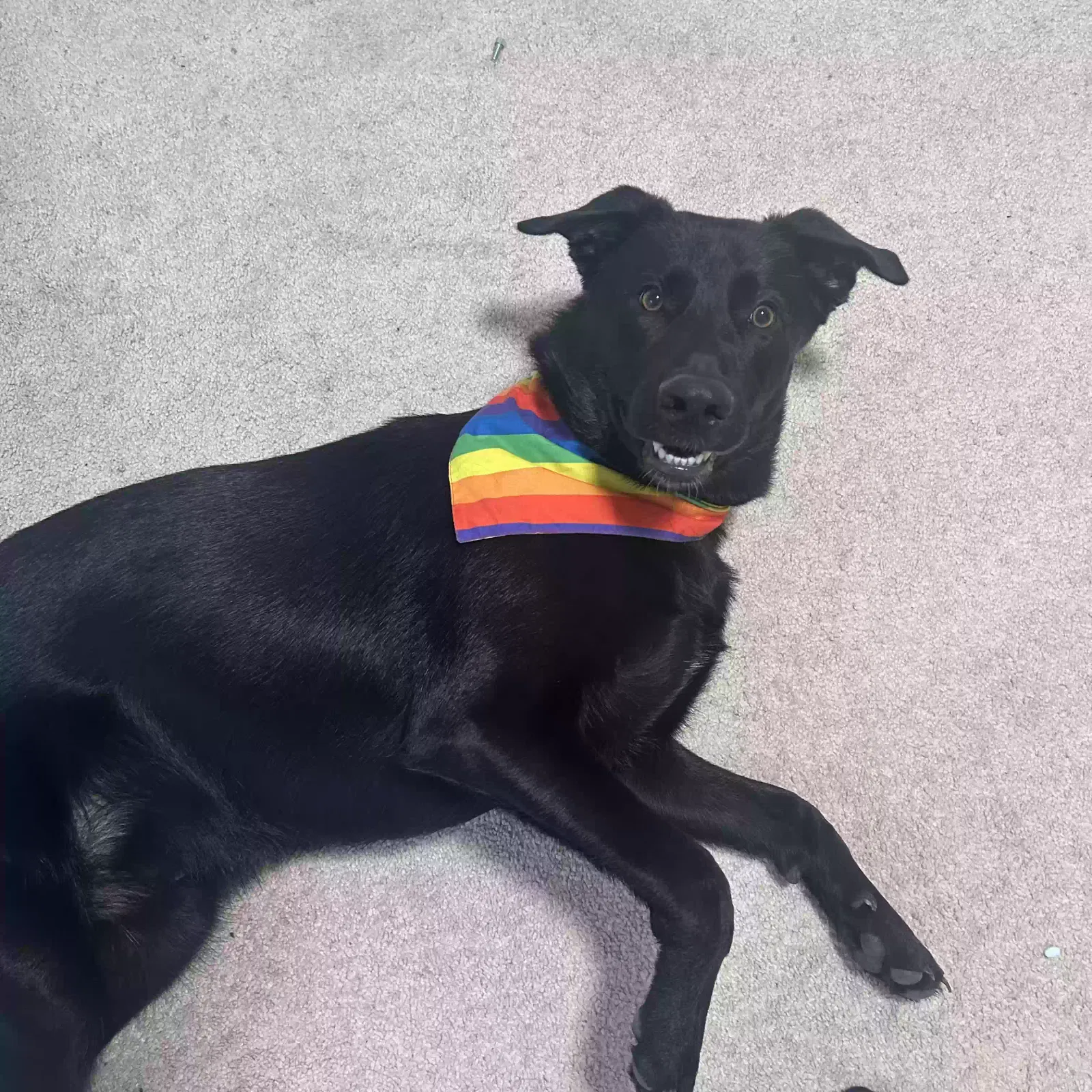 BRONX, German shepherd/ lab Dog for adoption in Sicklerville, NJ, 8081