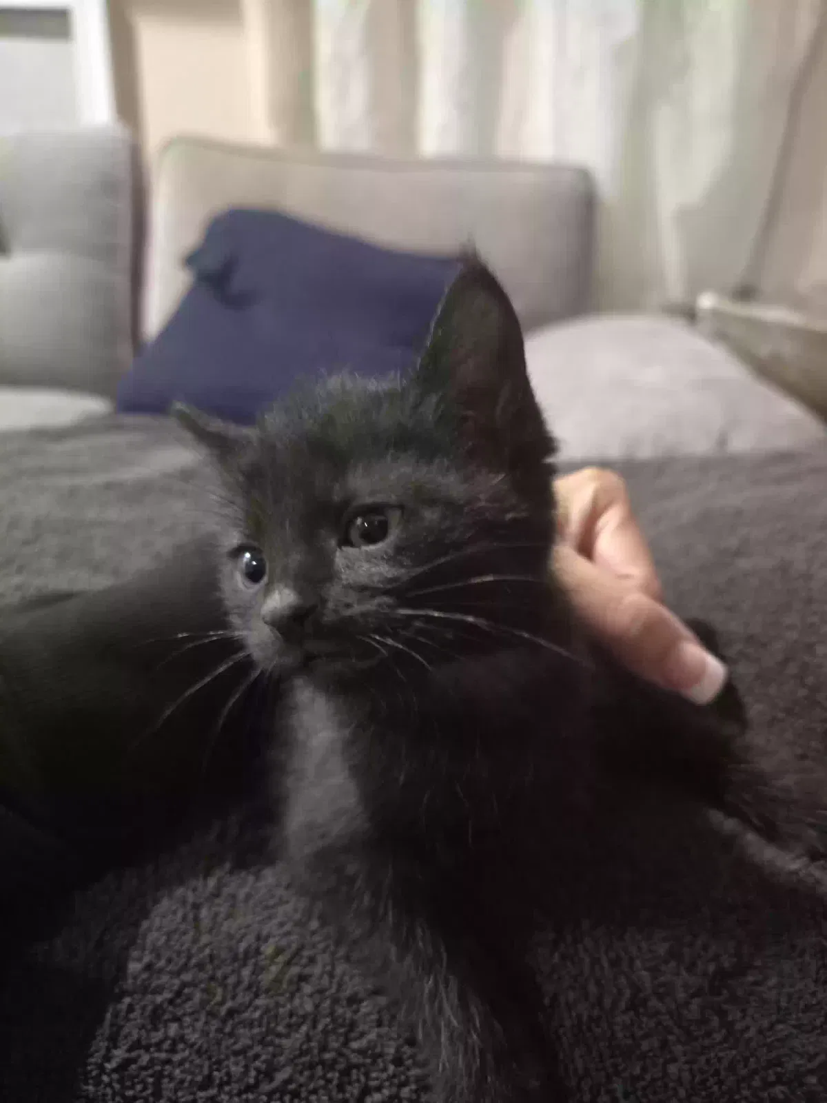 Midnight, Unknown Cat for adoption in Douglasville, GA, 30135