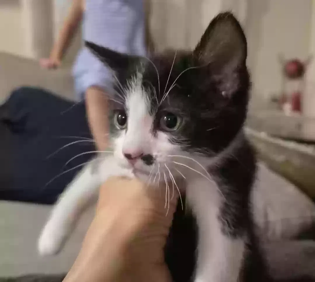 Skoobs, Unknown Cat for adoption in Douglasville, GA, 30135