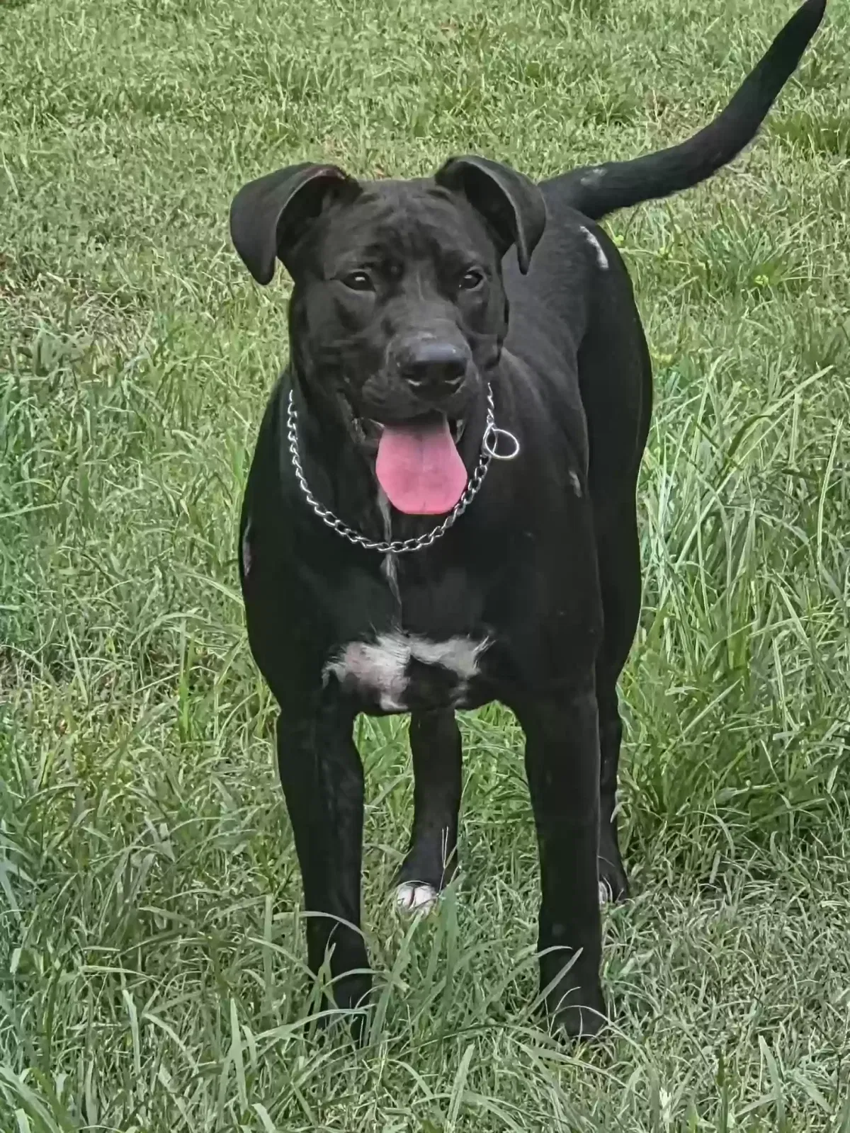 Dog, Unknown Dog for adoption in Green Cove Springs, FL, 32043