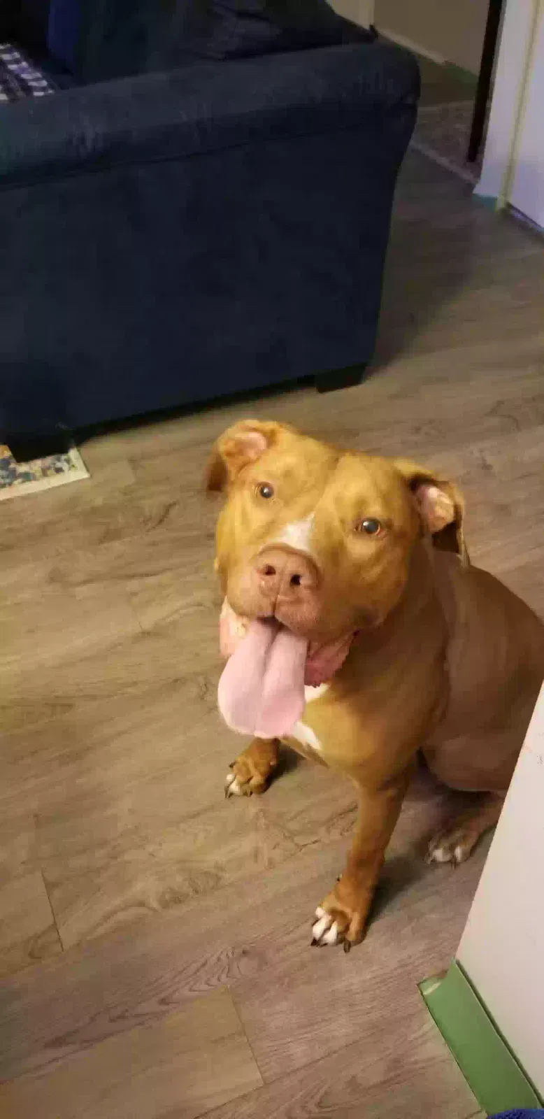 Rocky, Stadfershier Terrier Dog for adoption in Waldorf, MD, 20602