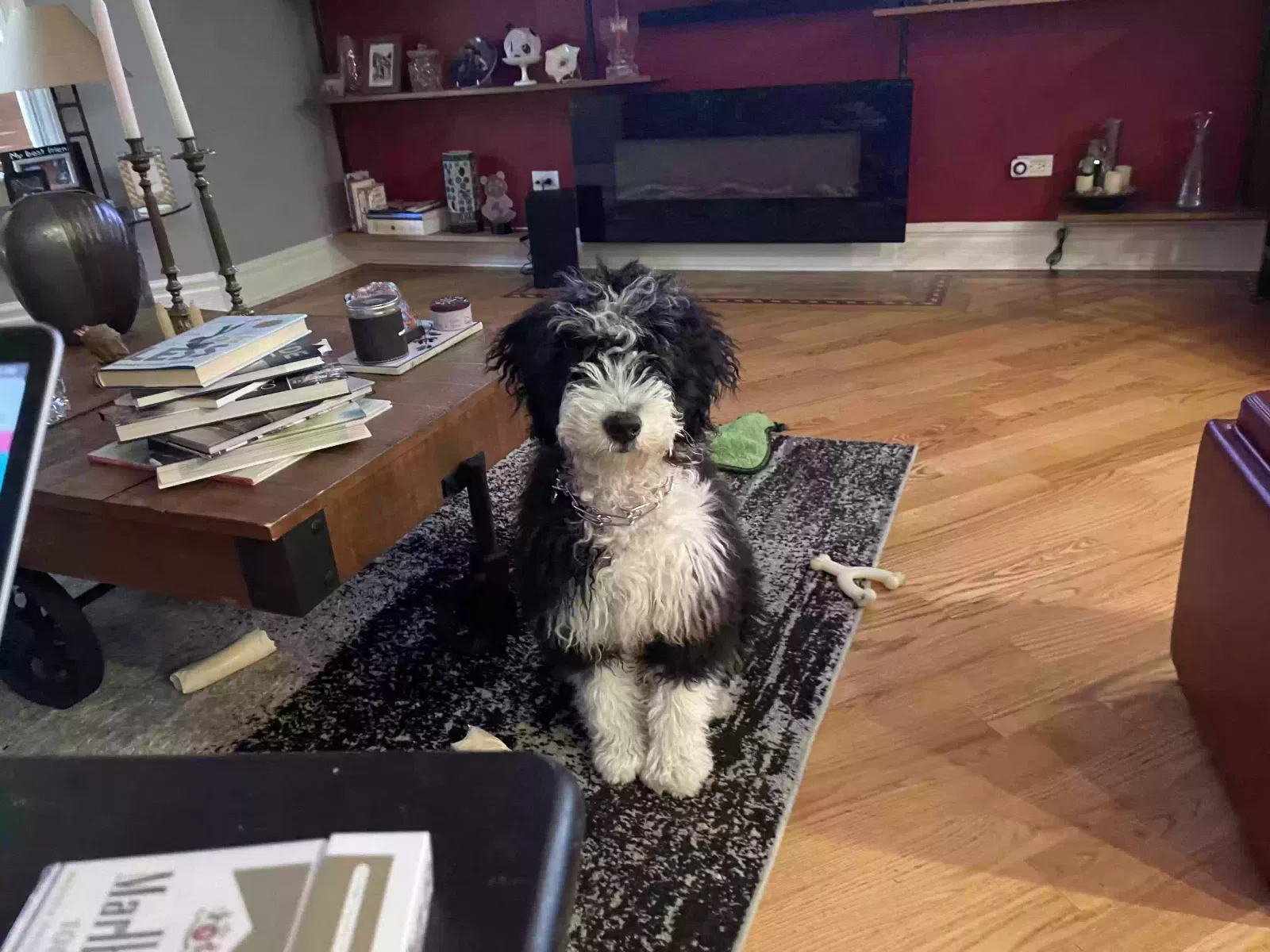 Dog, Bernedoodle Dog for adoption in Skokie, IL, 60077