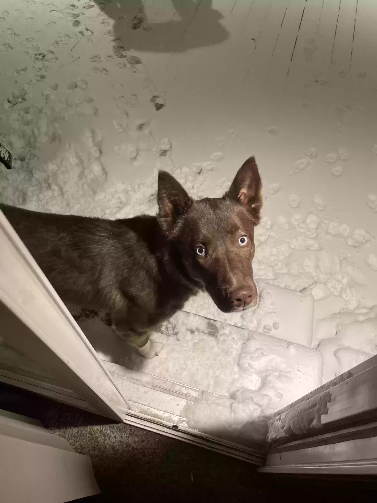 Bear, Husky/shepard mix Dog for adoption in Cedar Rapids, IA, 52402