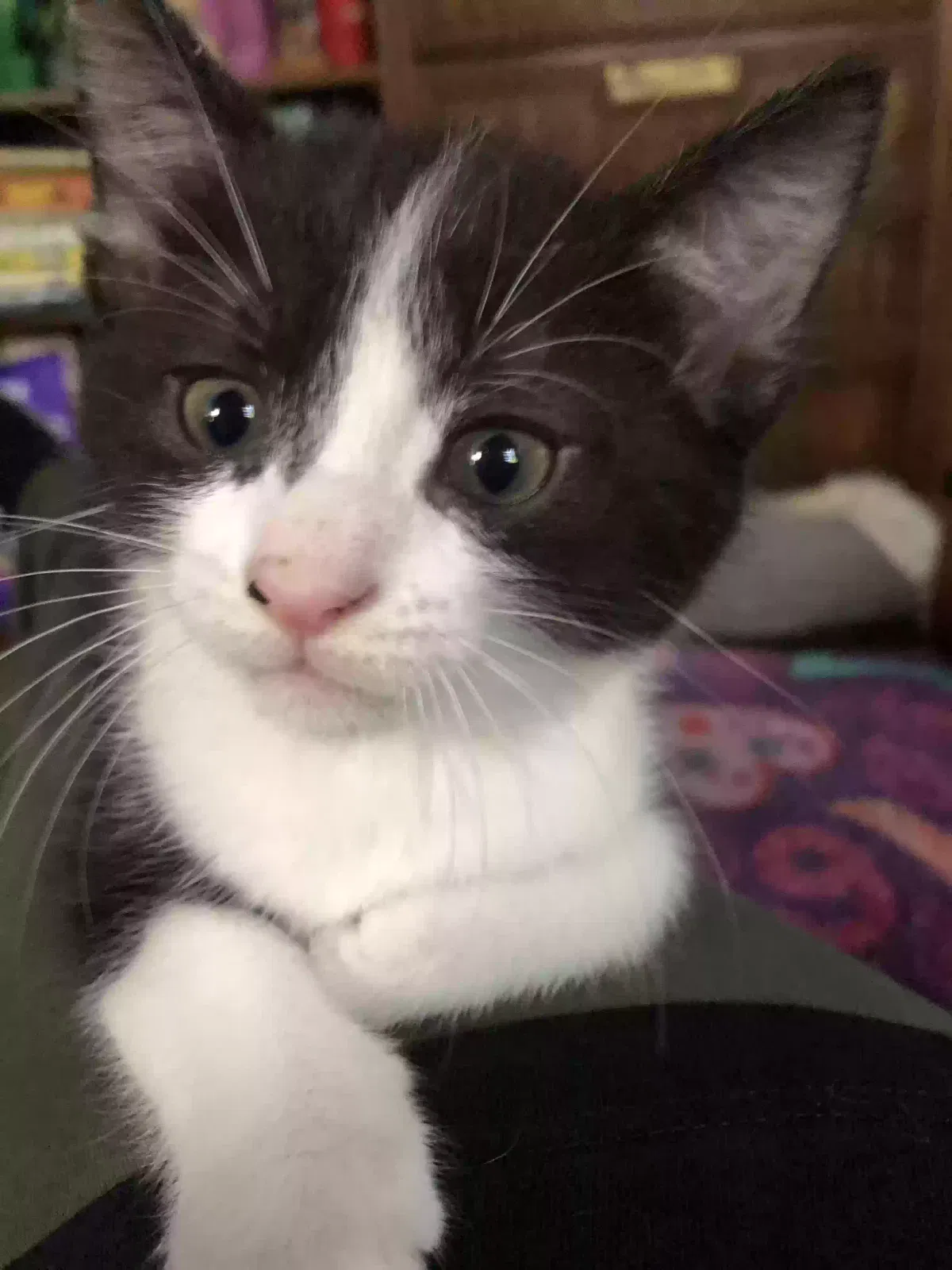 Loki, Unknown Cat for adoption in Columbus, OH, 43214