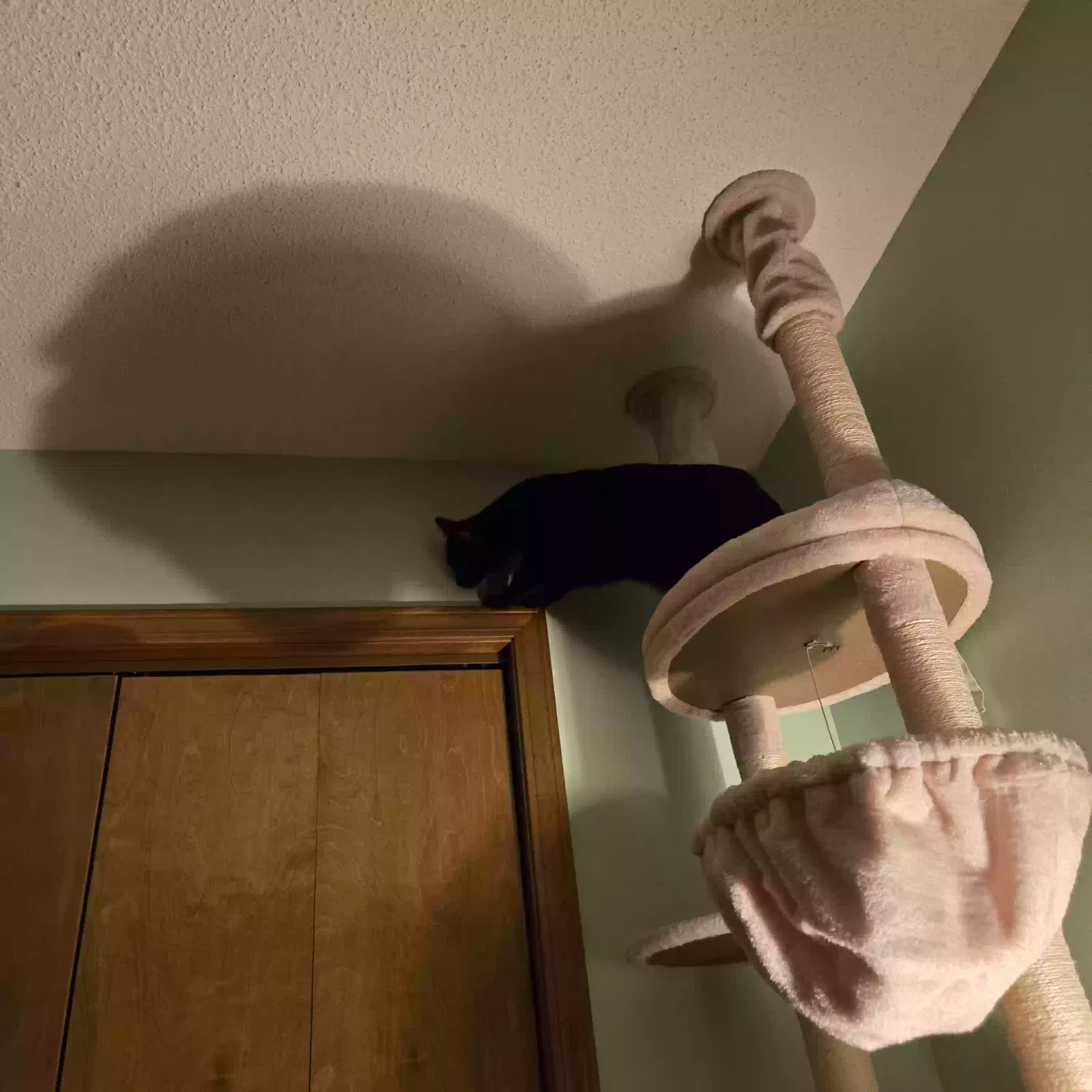 Pheobe, Unknown Cat for adoption in Rockford, MI, 49341