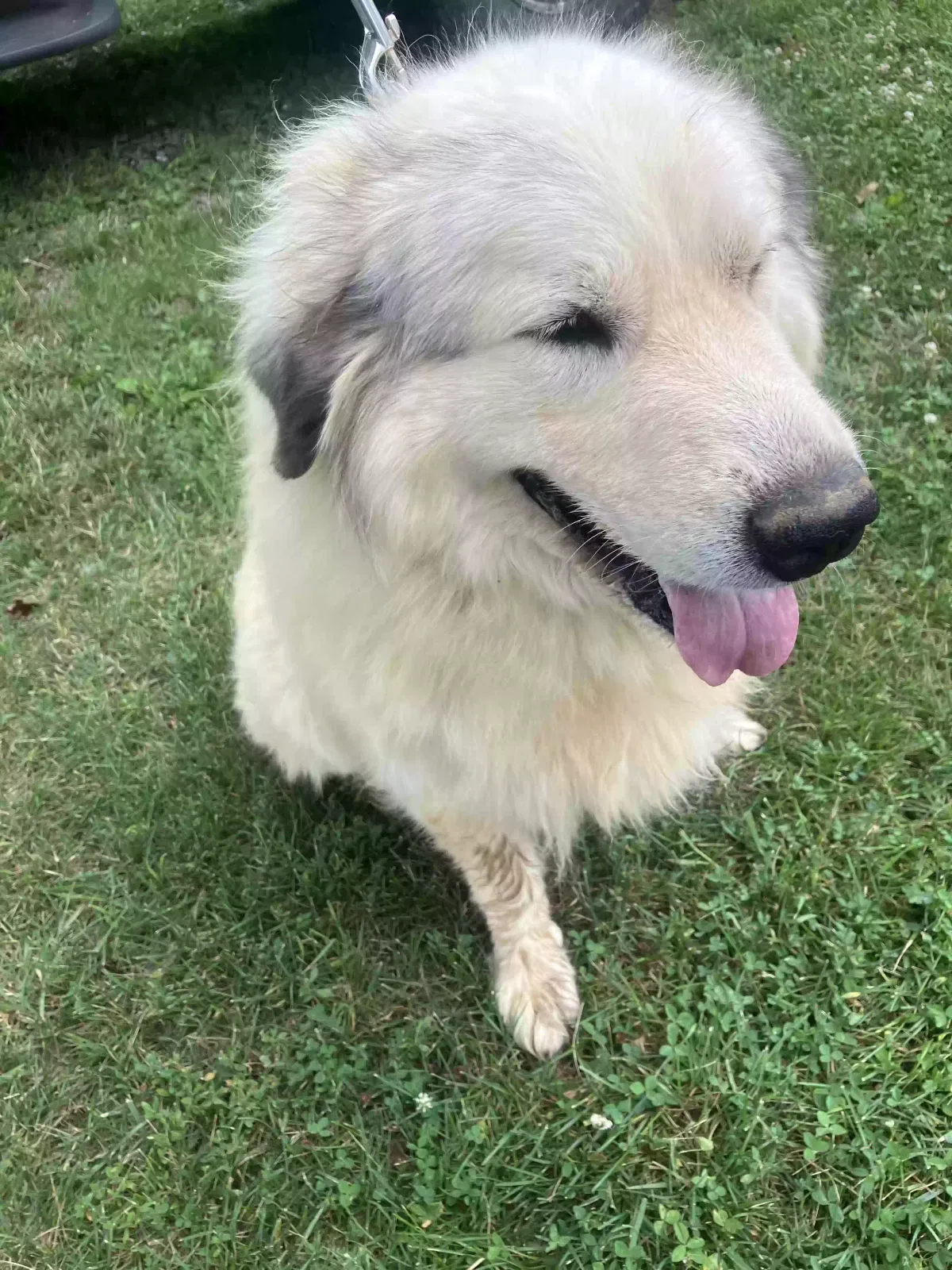 Dog, Great Pyrenees Dog for adoption in Woodstock, VA, 22664