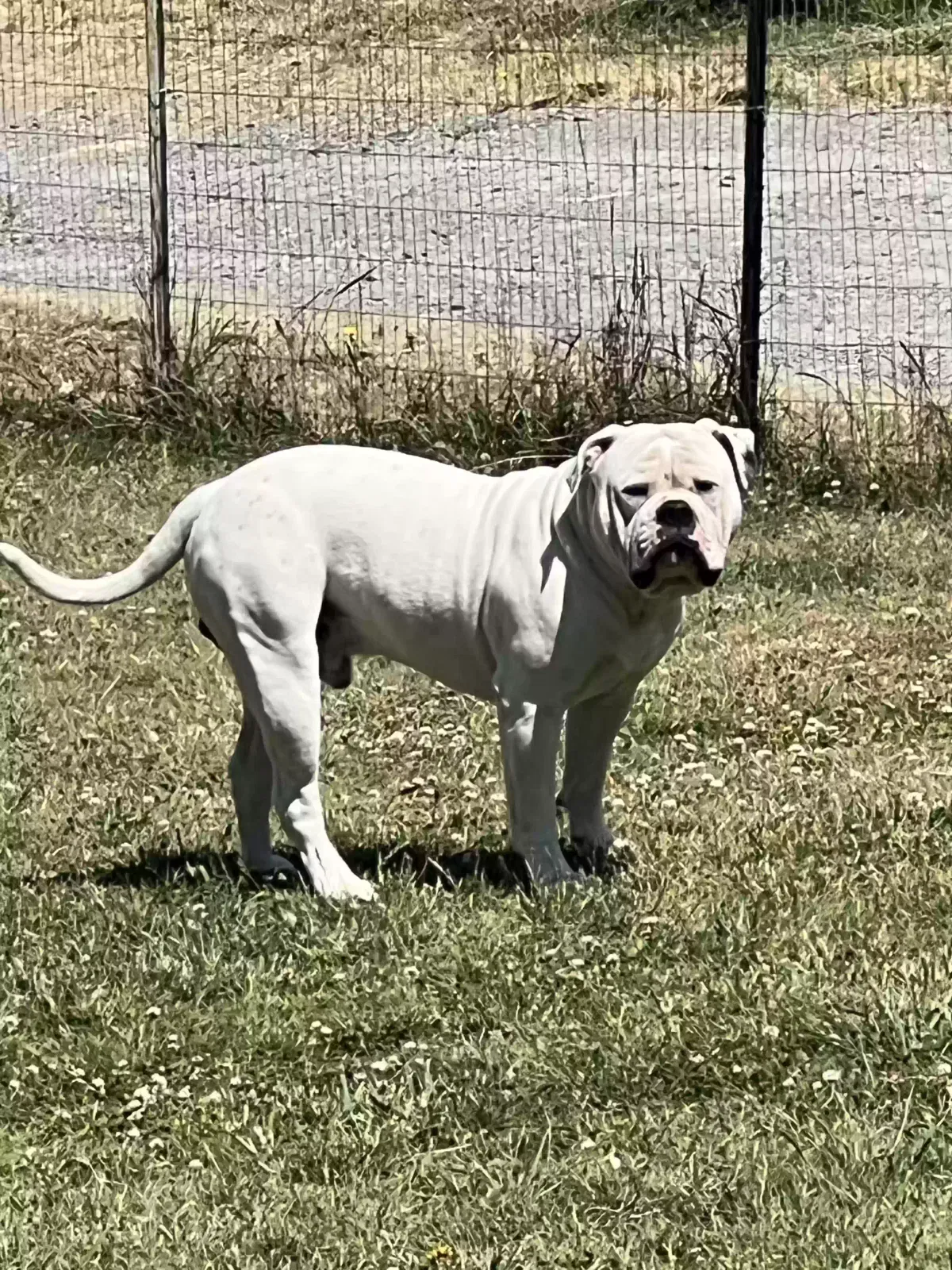Koda, American bulldog Dog for adoption in Graham, WA, 98338