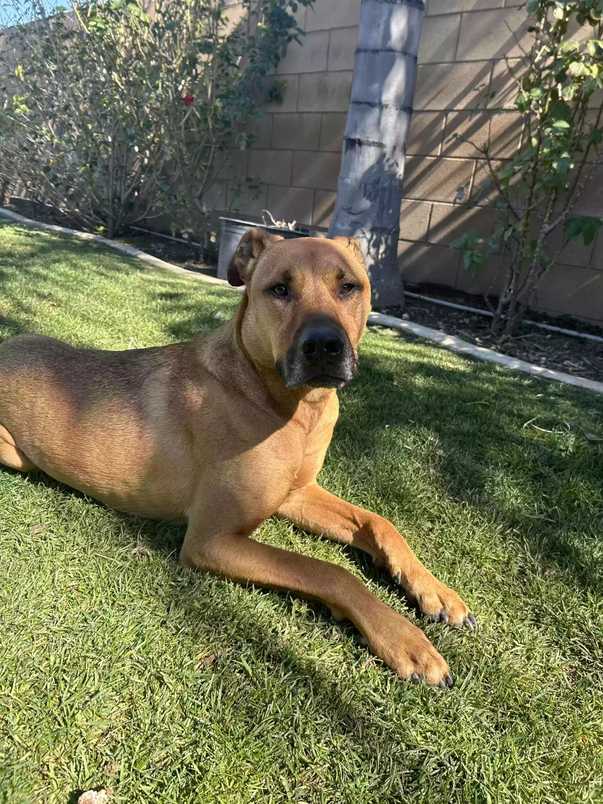 Ace, Doberman Pitbul mix Dog for adoption in Corona, CA, 92880