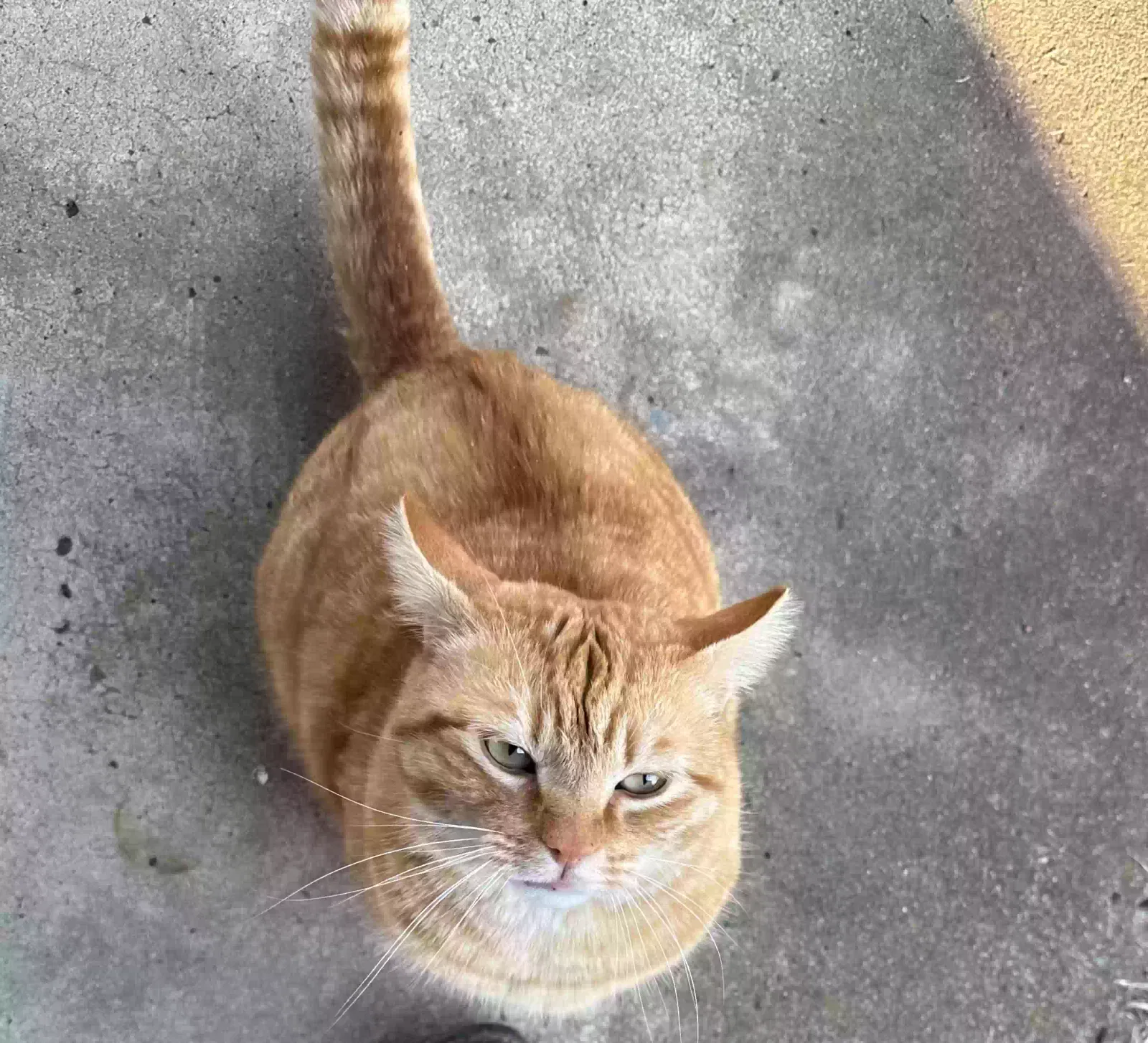 Tiger, Unknown Cat for adoption in Mount Juliet, TN, 37122