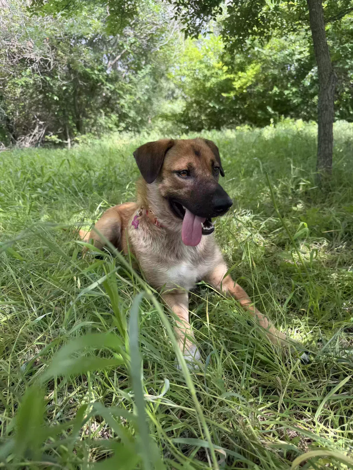 Louis, Labs Dog for adoption in Weatherford, TX, 76085