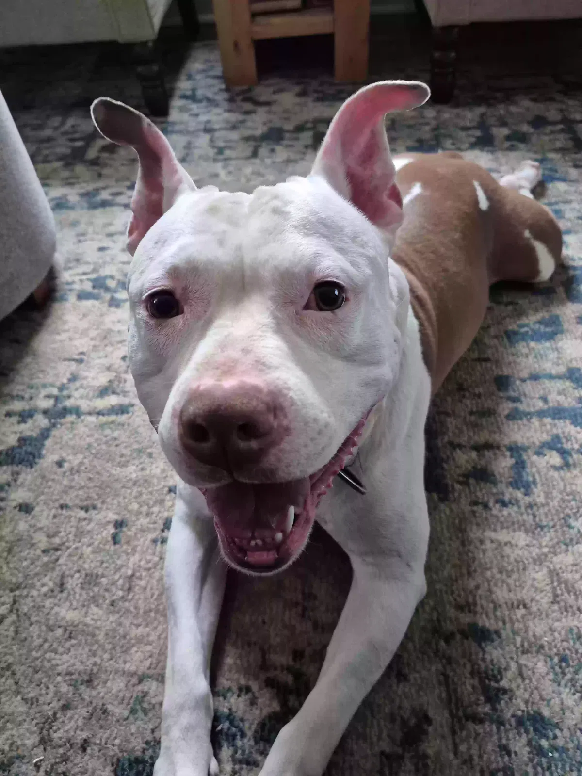 Roman Tiberius Rowlette, American pitbull terrier Dog for adoption in Gwynn Oak, MD, 21207