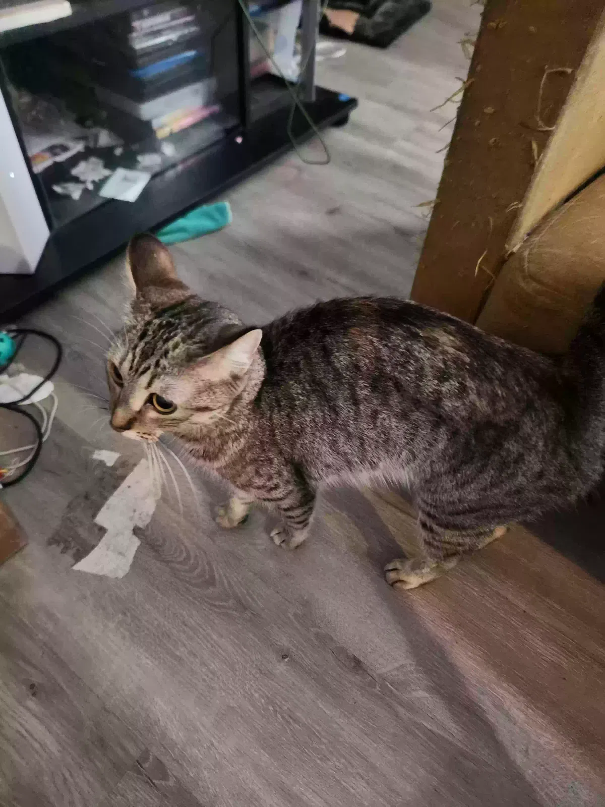 Ishta, Tabby shorthair Cat for adoption in Wyoming, MI, 49519