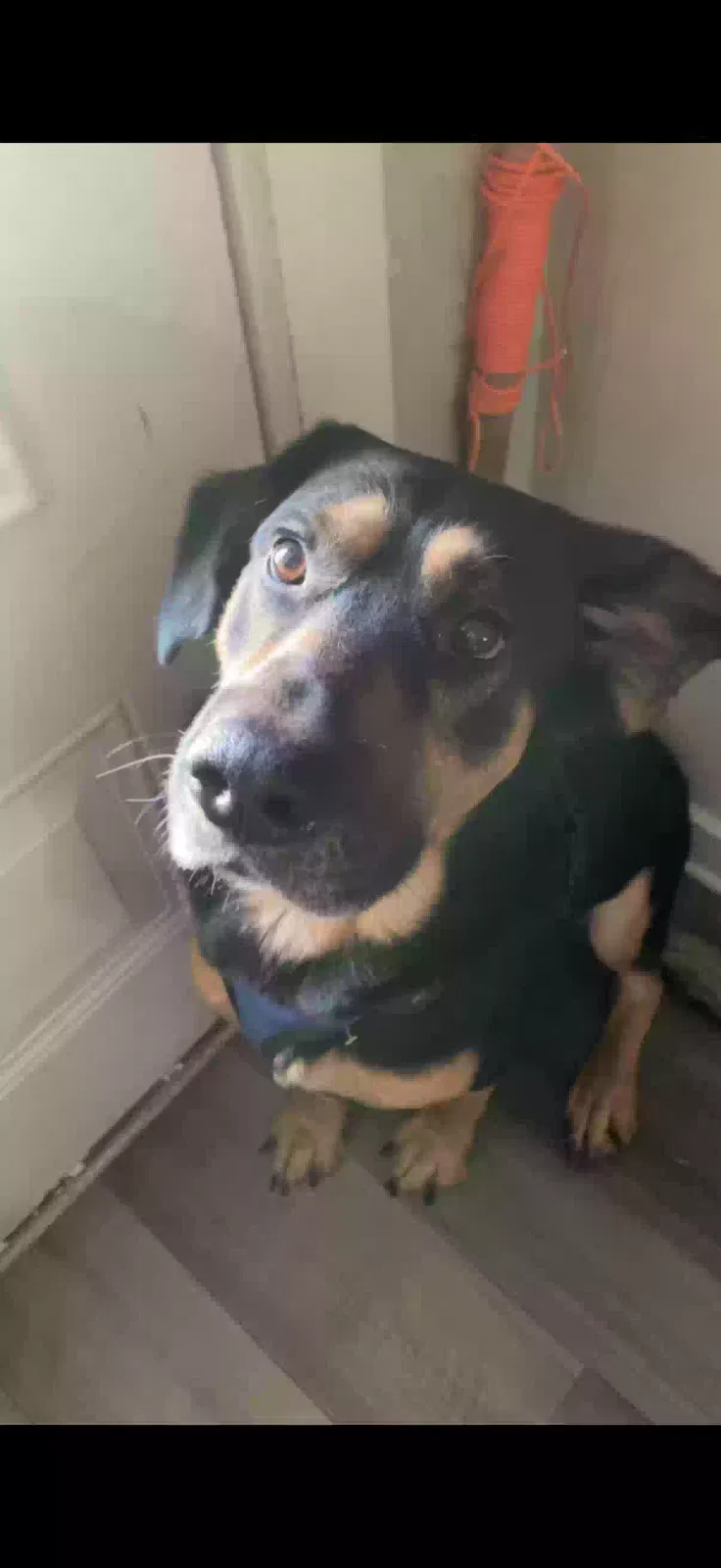 Dog, Unknown Dog for adoption in Cullman, AL, 35058