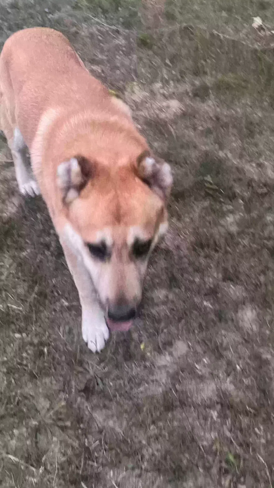 Dog, Unknown Dog for adoption in Hart, MI, 49420