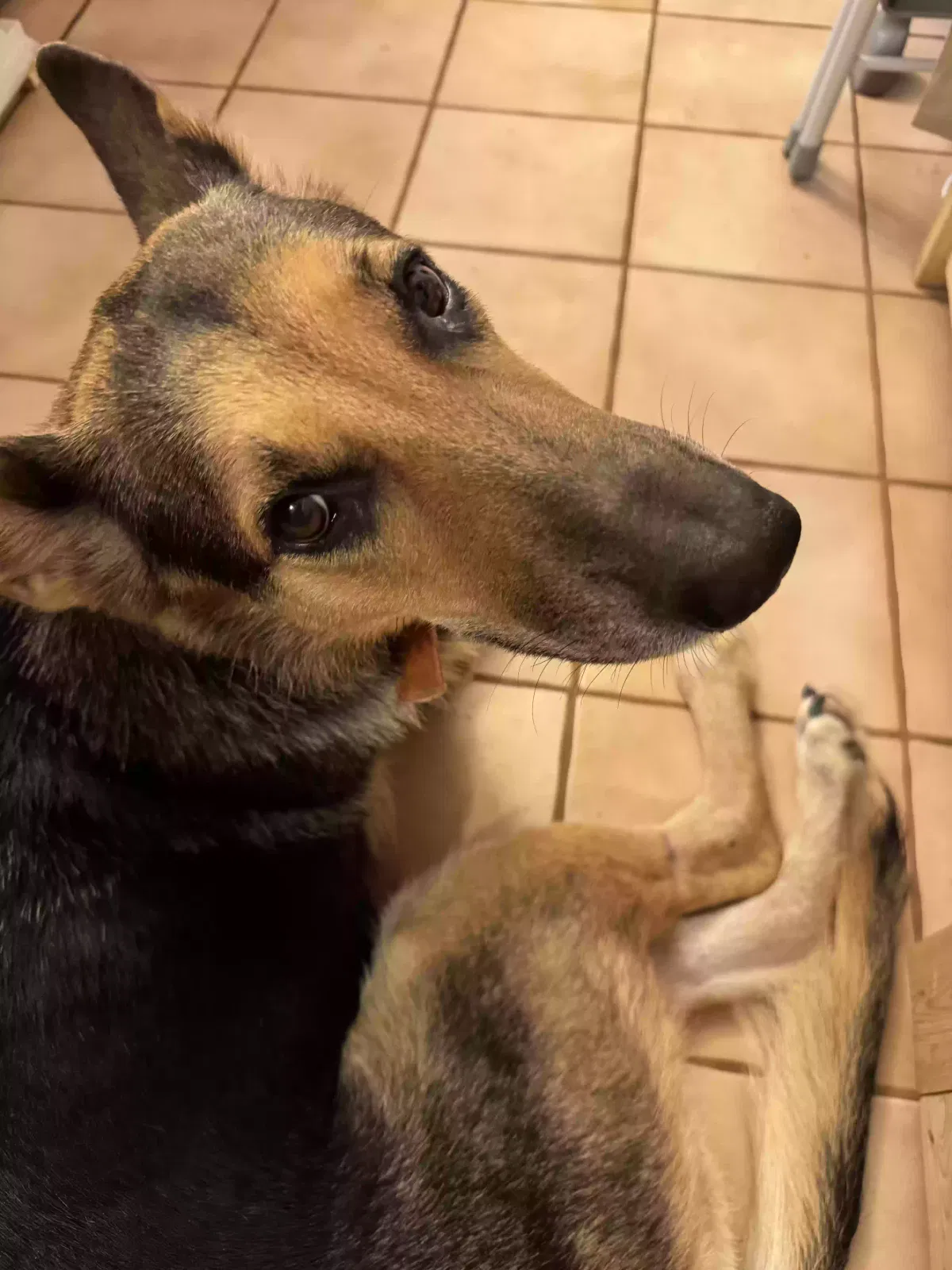 Lola, Unknown Dog for adoption in Dallas, GA, 30157