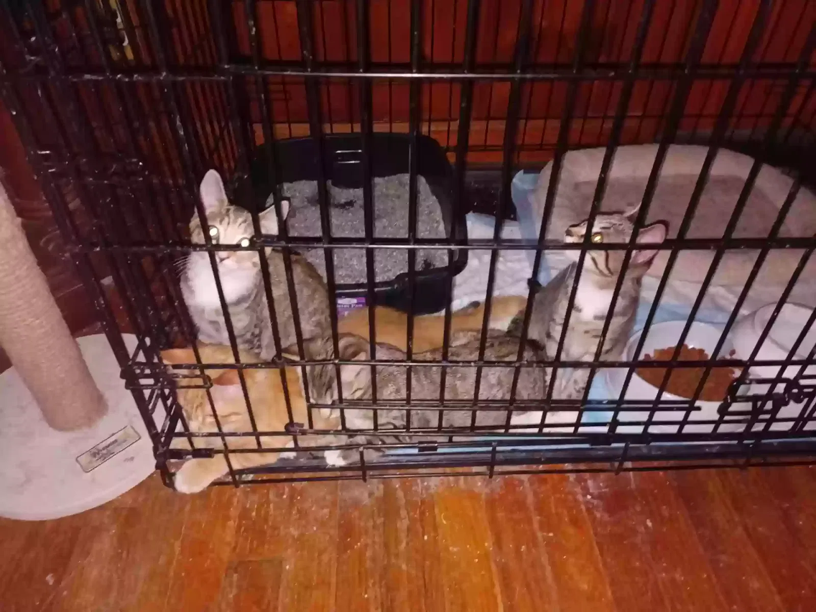 NO Name, Tabby Cat for adoption in High Point, NC, 27262