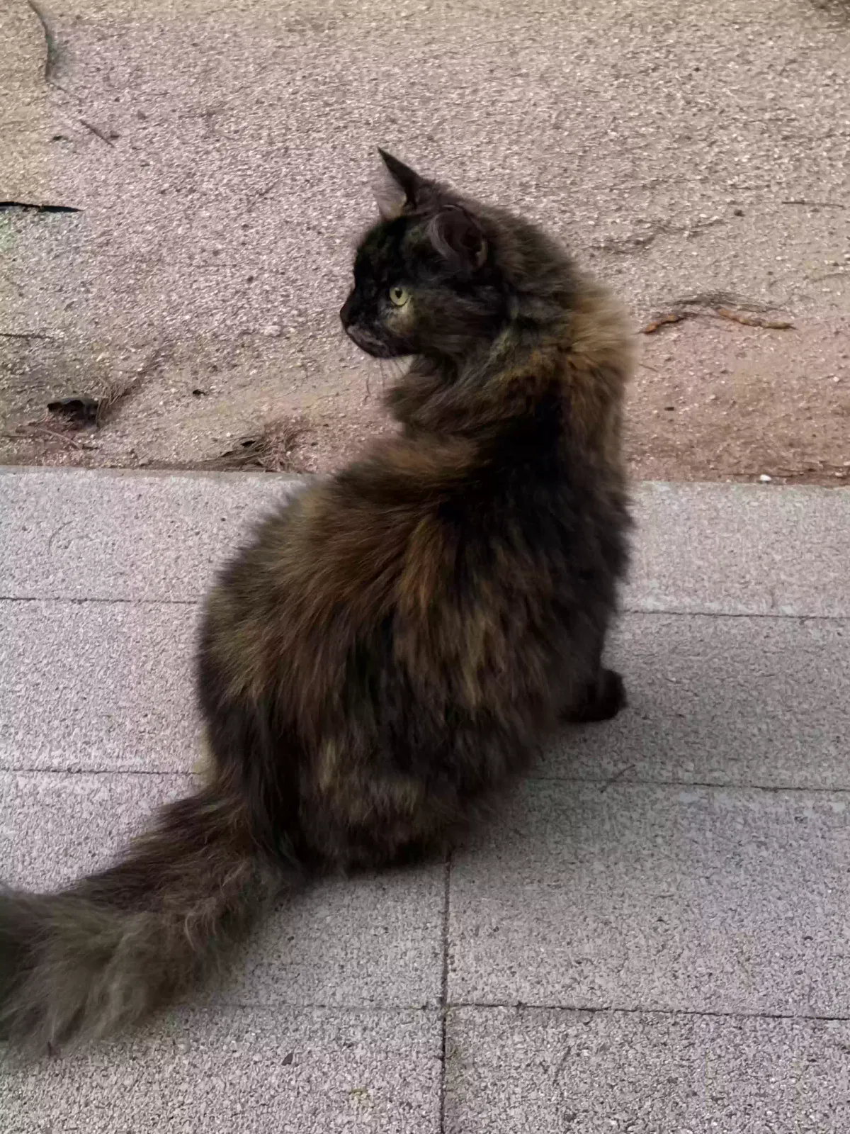FLYNN, DOMESTIC LONGHAIR Cat for adoption in Tucson, AZ, 85711