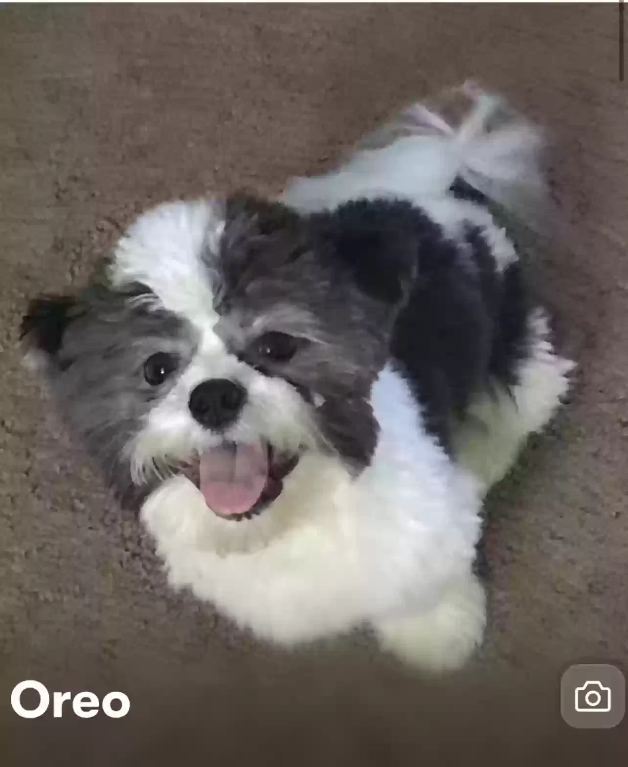 Dog, Maltese Dog for adoption in Southfield, MI, 48034