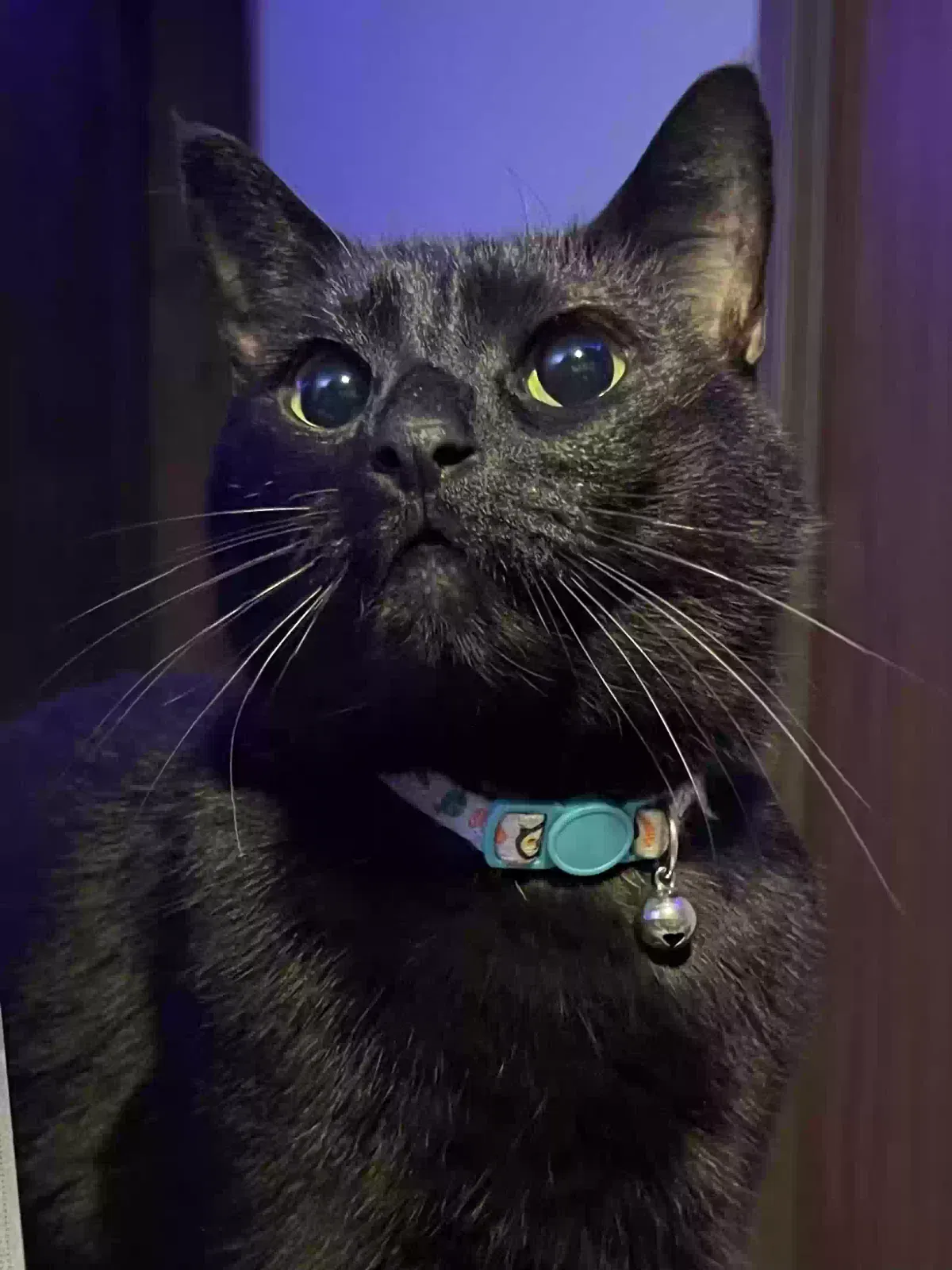 Bertie, Bombay Cat for adoption in Gastonia, NC, 28056