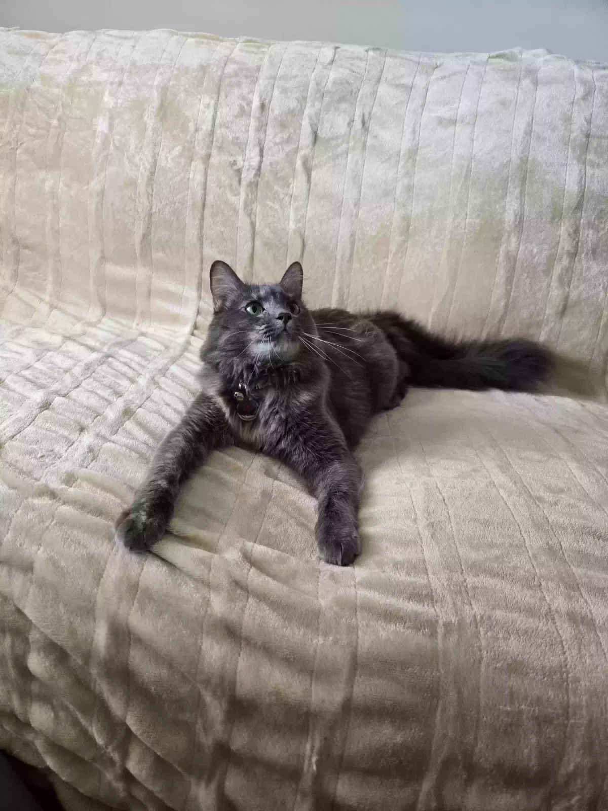 Violet, Domestic medium hair Cat for adoption in Augusta, GA, 35205
