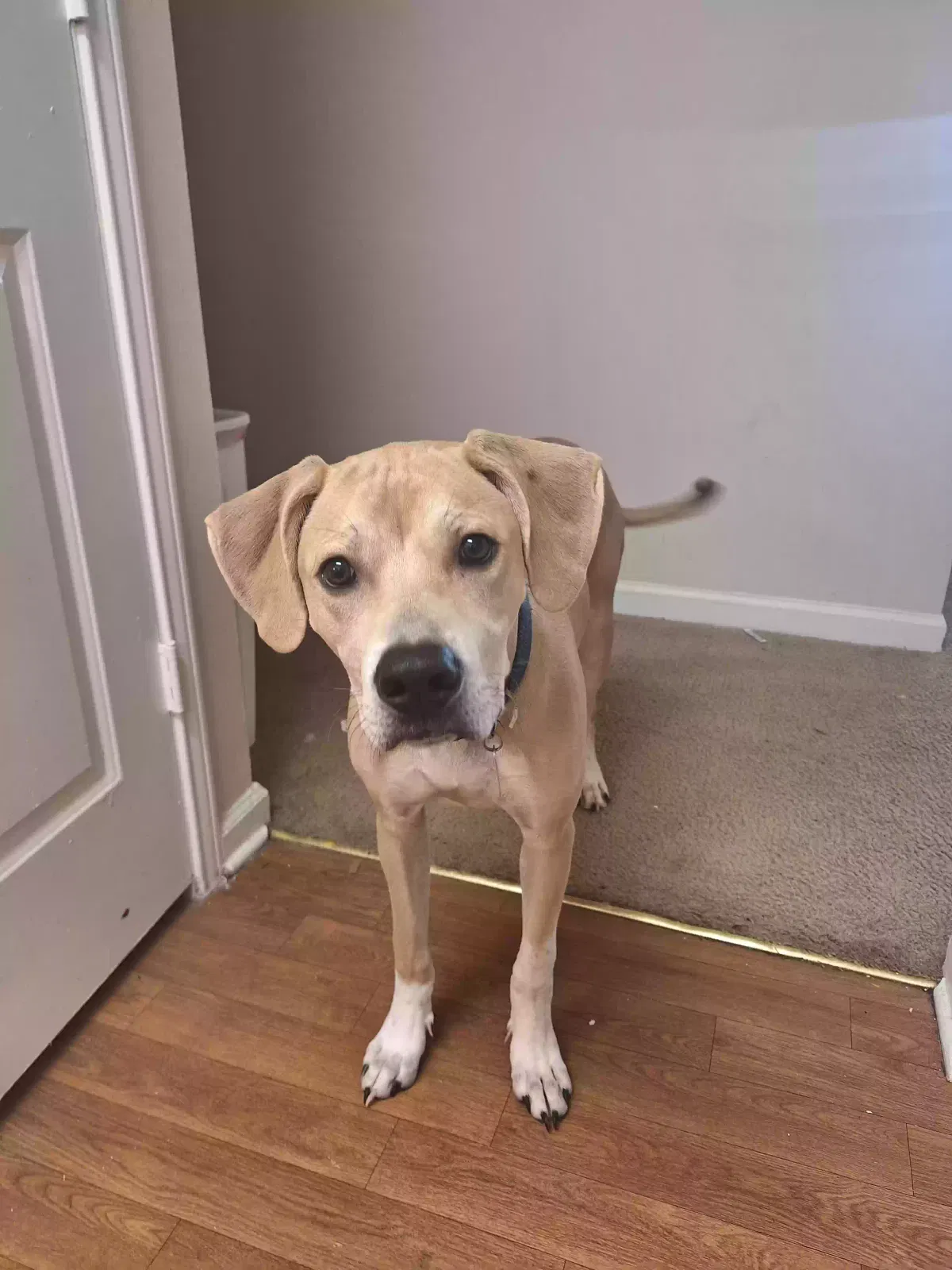 Russell, Unknown Dog for adoption in Morrisville, NC, 27560