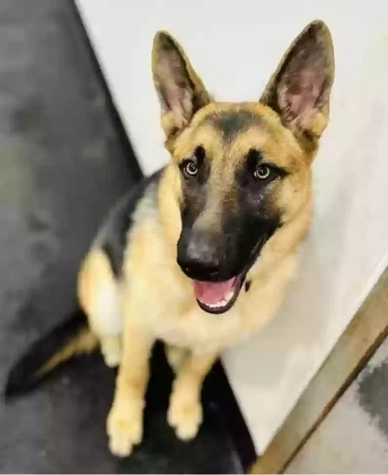 CAINE, GERMAN SHEPARD Dog for adoption in Clarkston, MI, 48348
