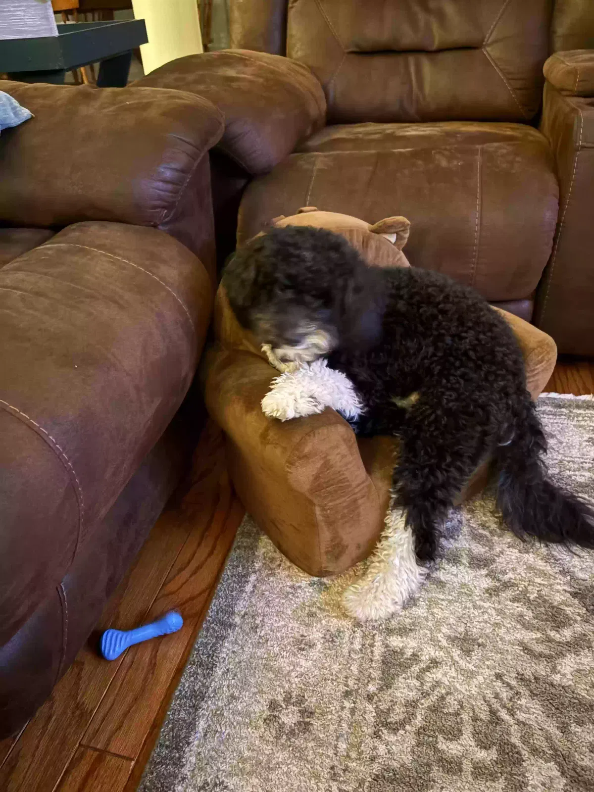 Edwin, Mini Aussiedoodle Dog for adoption in Haughton, LA, 71037