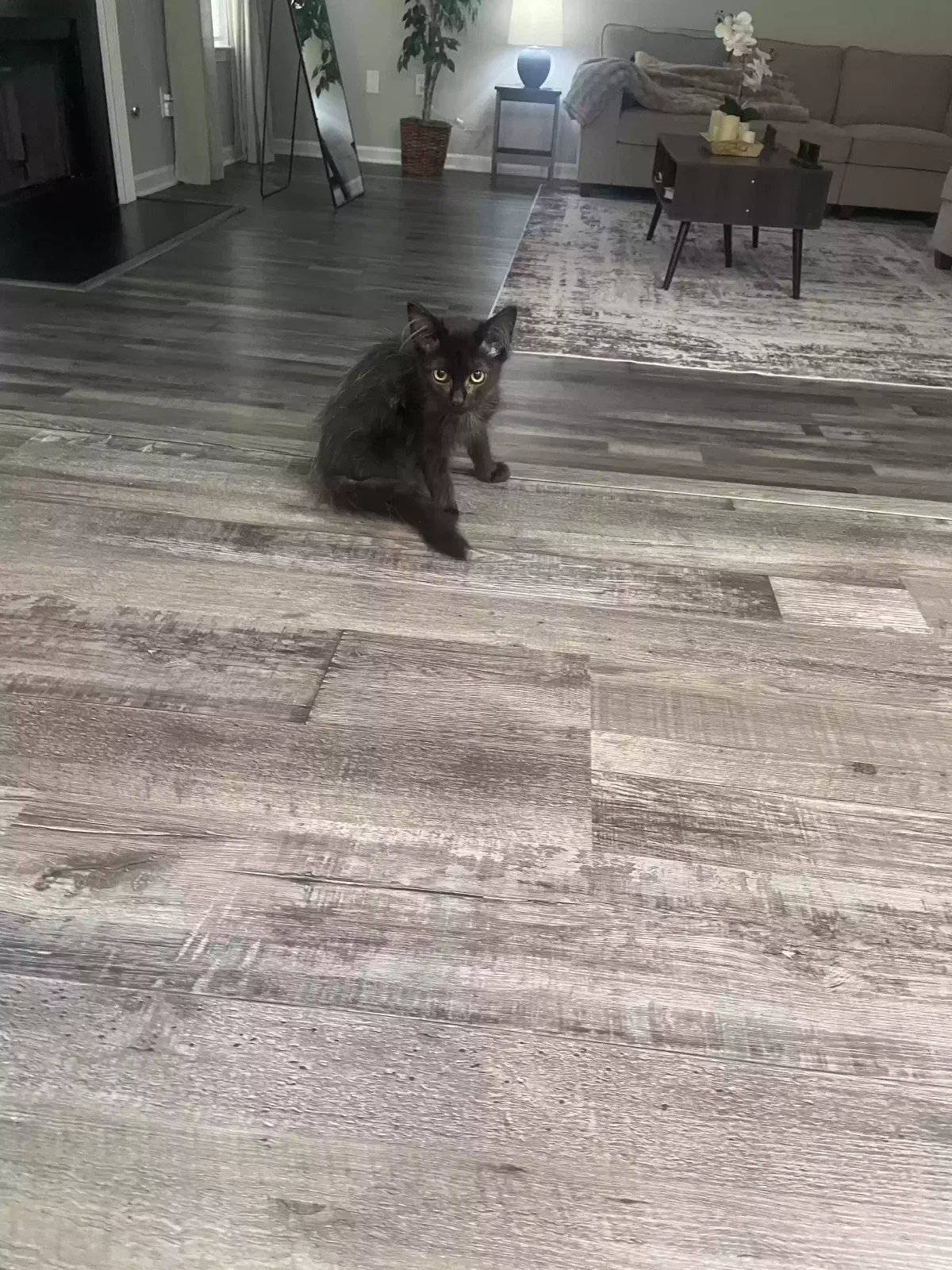 Luna, Unknown Cat for adoption in Conyers, GA, 30013