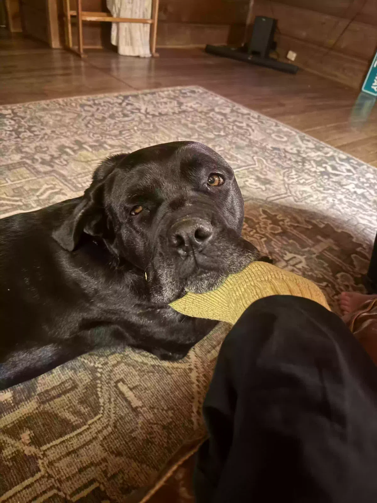 Dog, Cane Corso Dog for adoption in Laurel Springs, NC, 28644