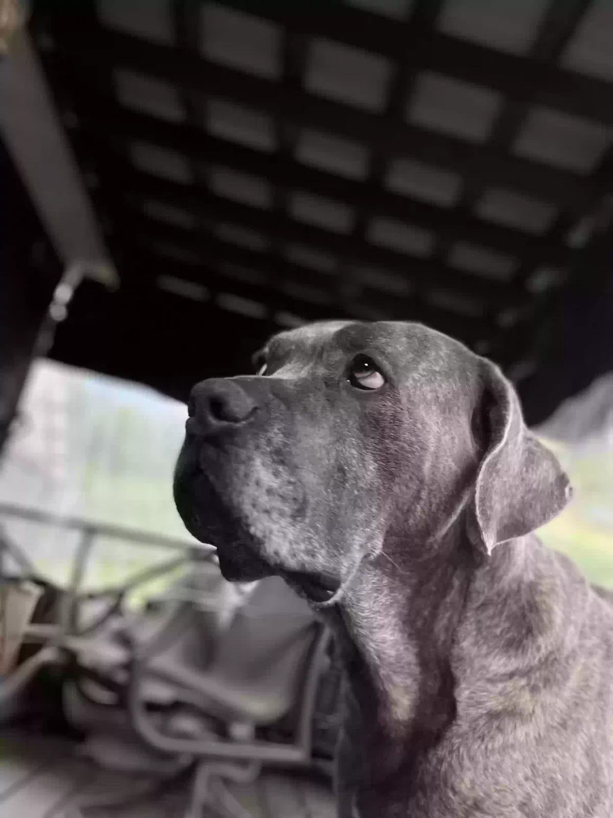 Dog, Cane Corso Dog for adoption in Laurel Springs, NC, 28644