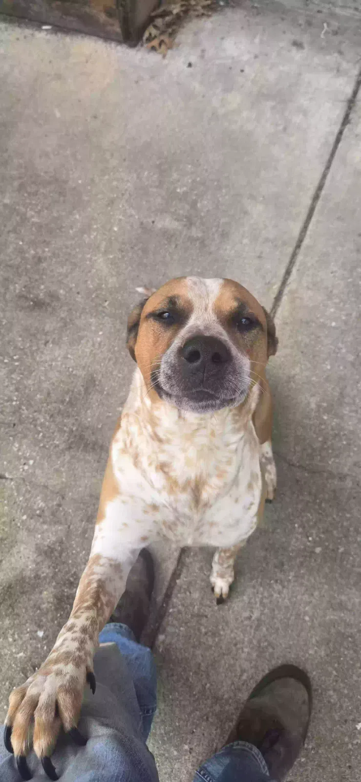 Brody, Unknown Dog for adoption in Smyrna, TN, 37167
