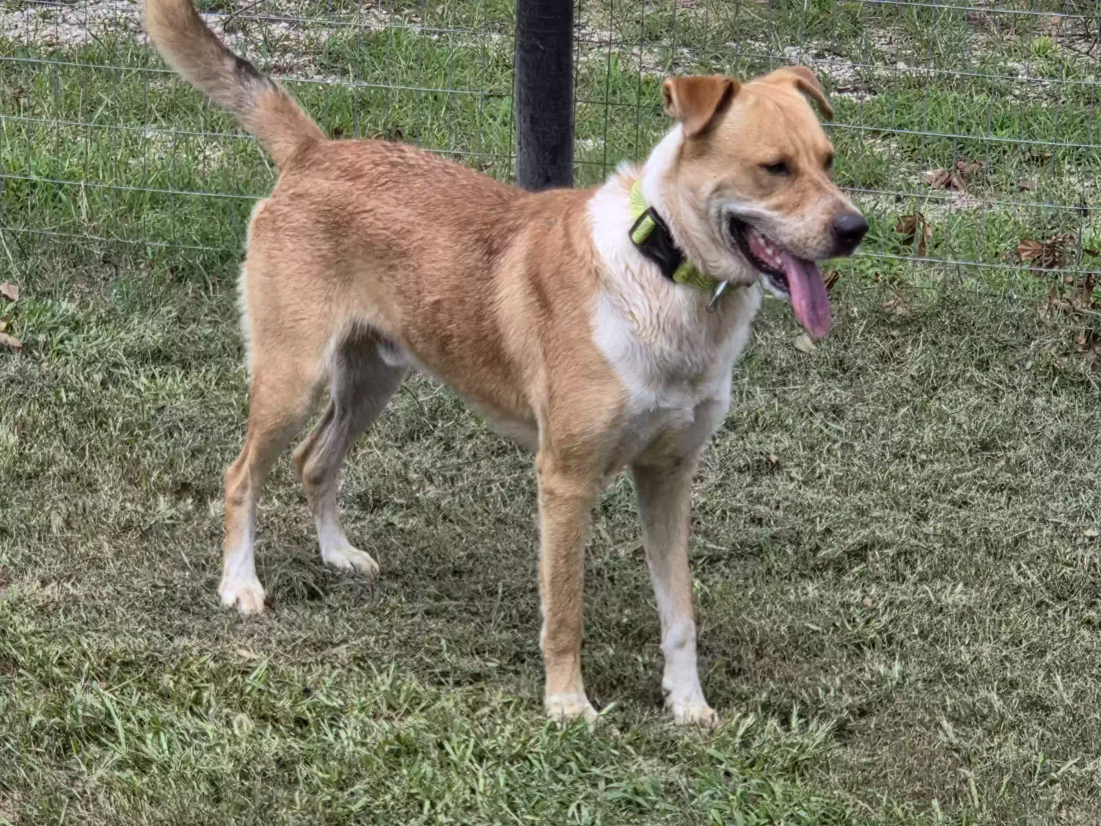 Houdini, Unknown Dog for adoption in Minden, LA, 71055