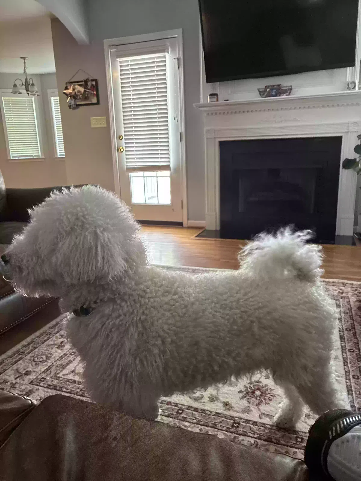 Elon, Standard poodle Dog for adoption in Cleveland, AL, 35049
