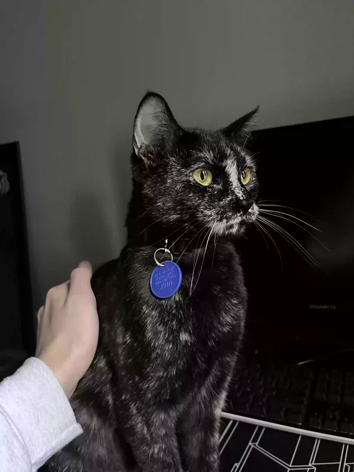 Ecco, Tortoiseshell Cat for adoption in Riverside, CA, 92507