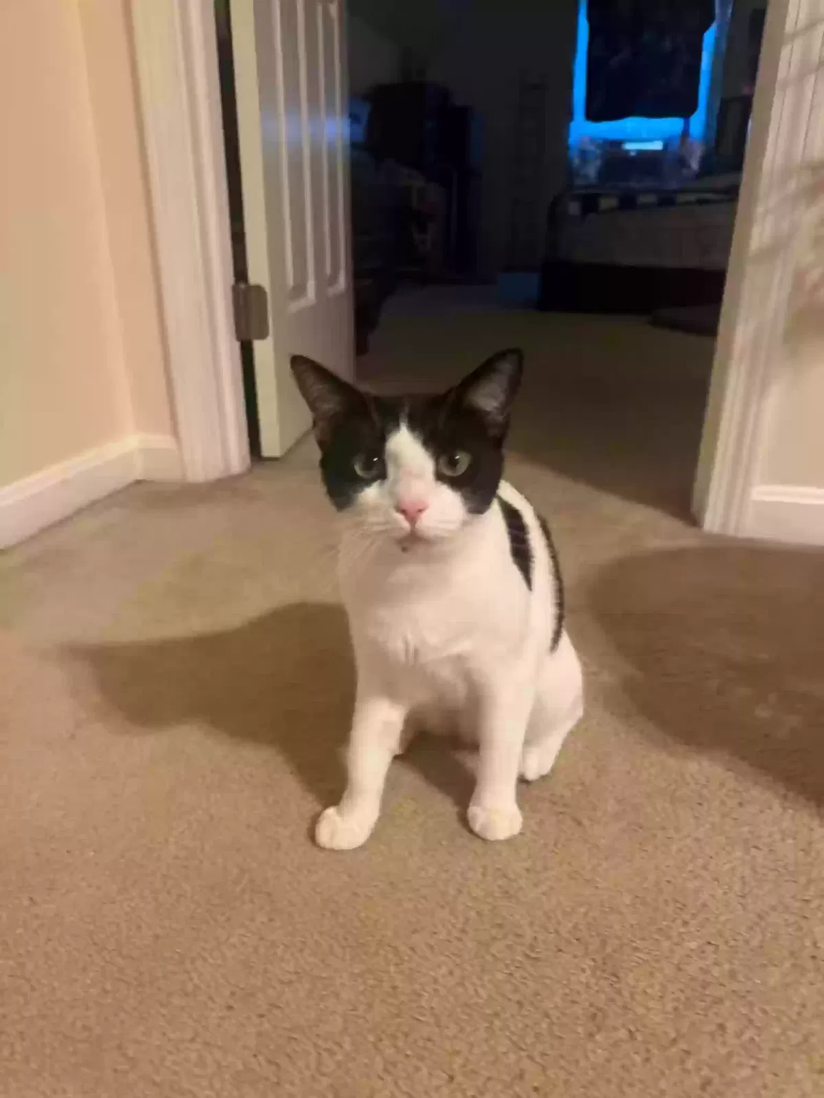 Bella, American short hair Cat for adoption in Louisville, KY, 40291