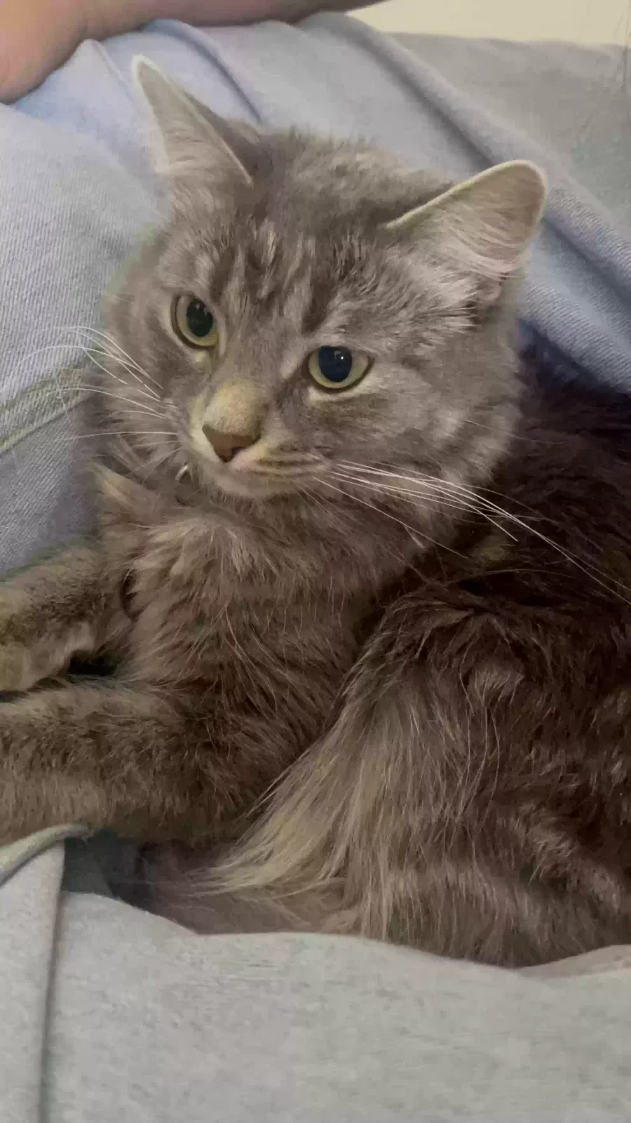 Annie, Unknown Cat for adoption in Warren, MI, 48091