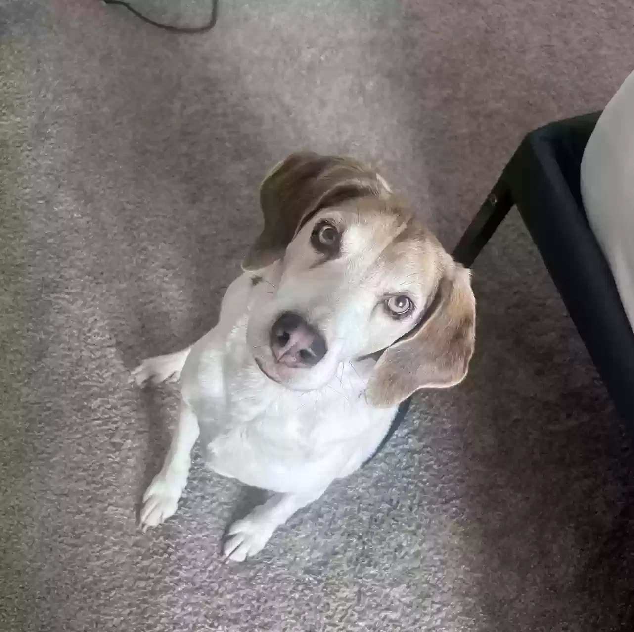 Bleu, Unknown Dog for adoption in Virginia Beach, VA, 23462