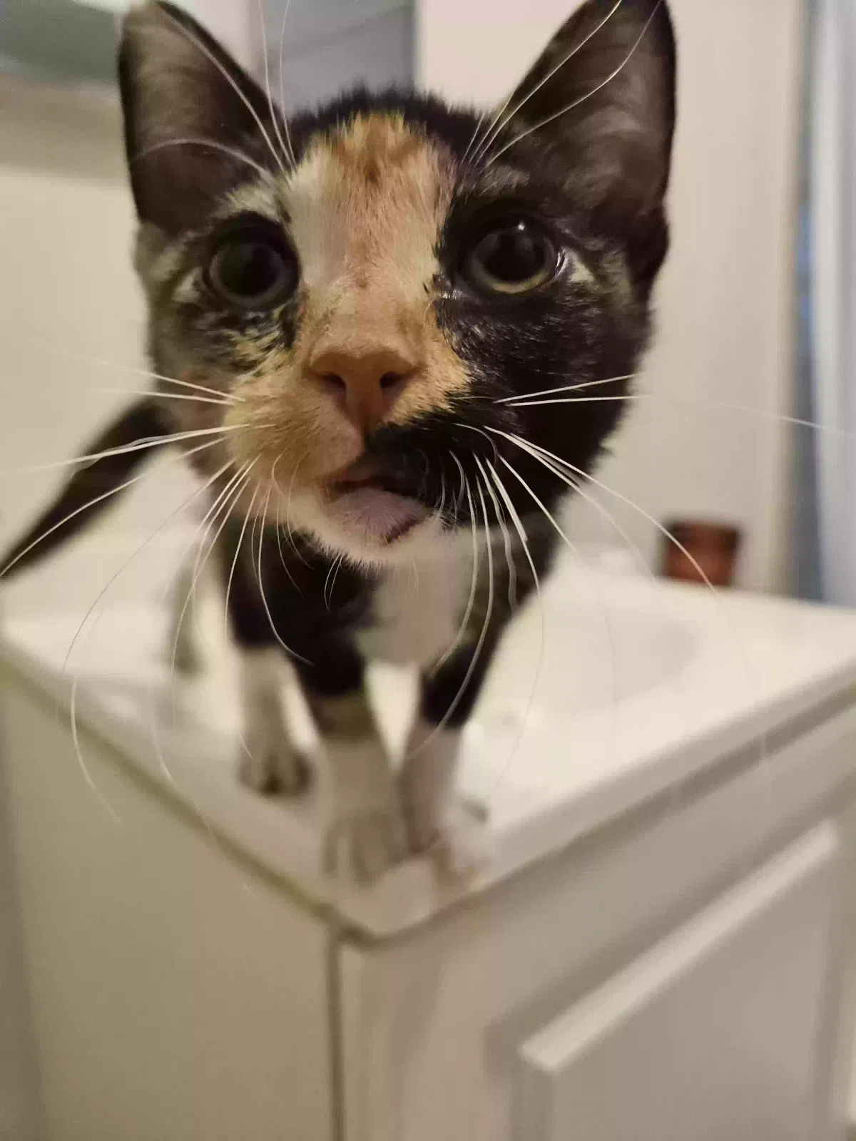 Cat, Unknown Cat for adoption in Decatur, GA, 30032