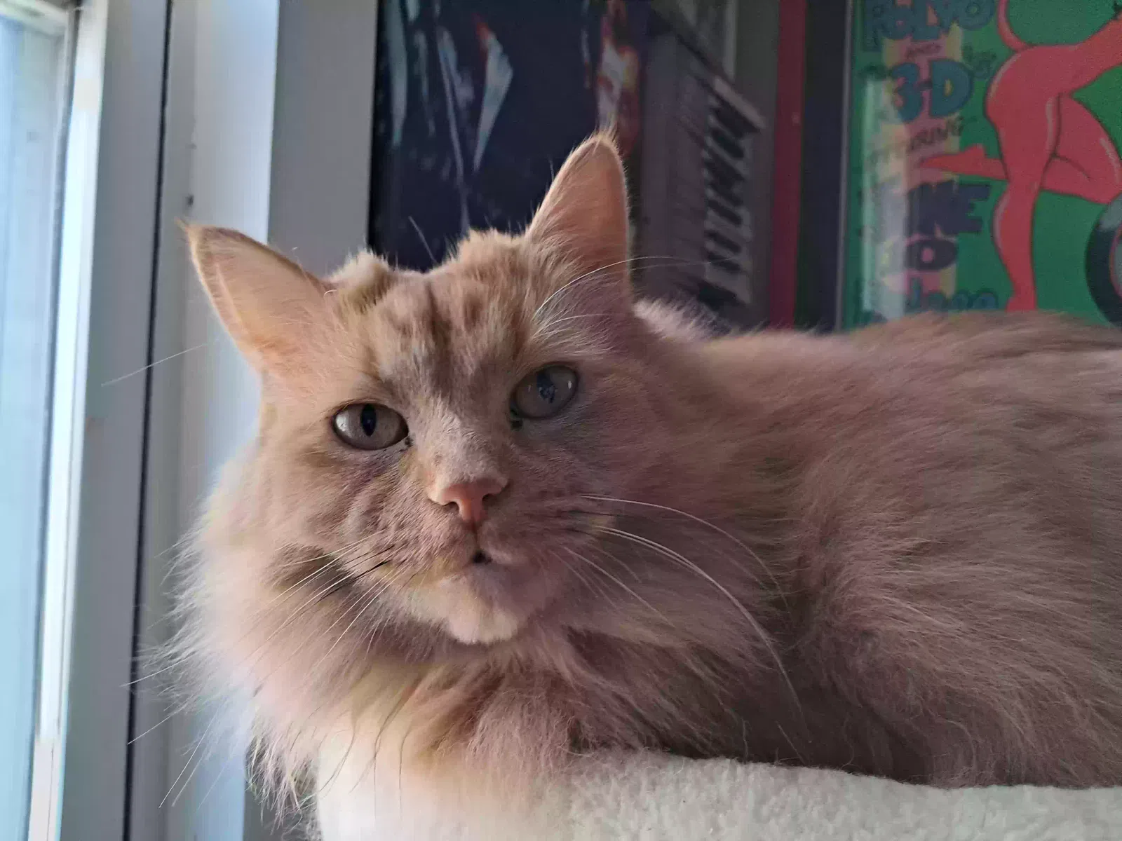 Keela, Unknown Cat for adoption in Lowell, MI, 49331
